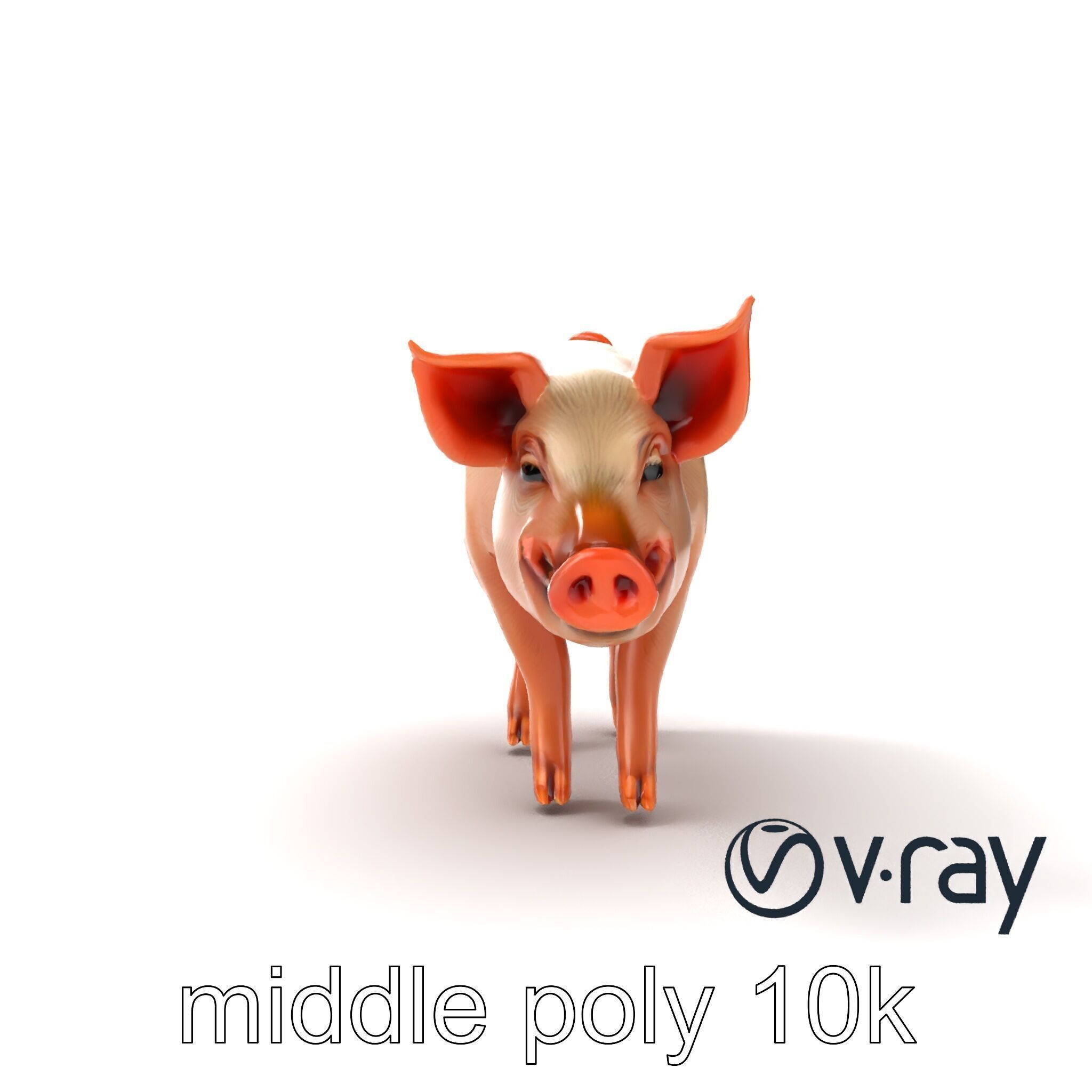 Realistic Pig Model with Pink Body model pack Low-poly 3D model_16