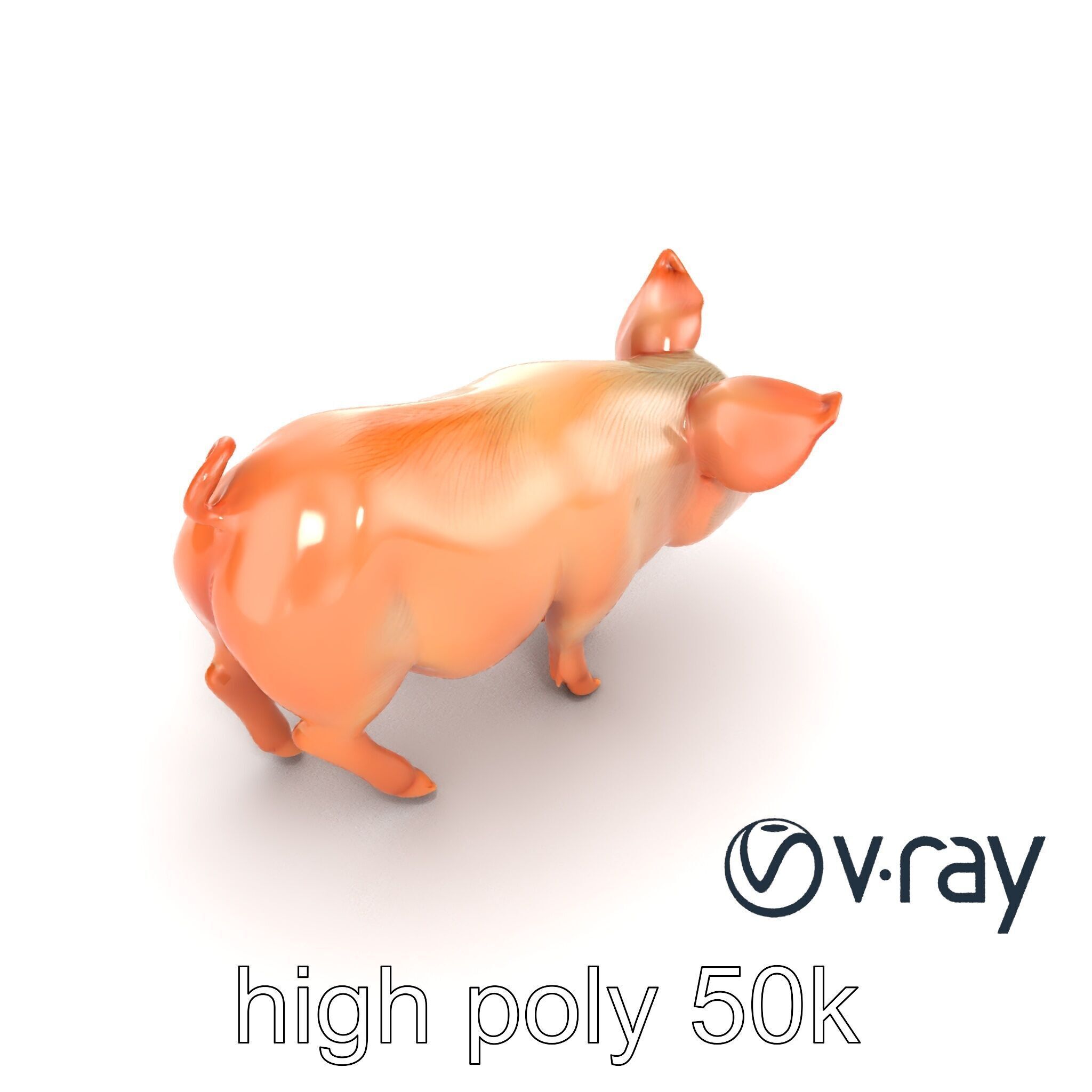 Realistic Pig Model with Pink Body model pack Low-poly 3D model_17