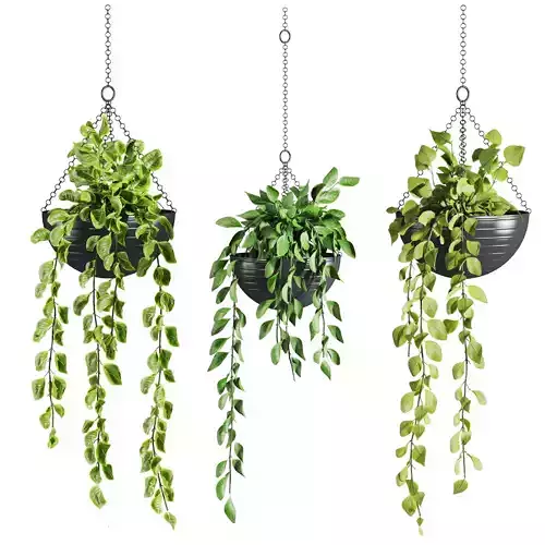 Plants Set