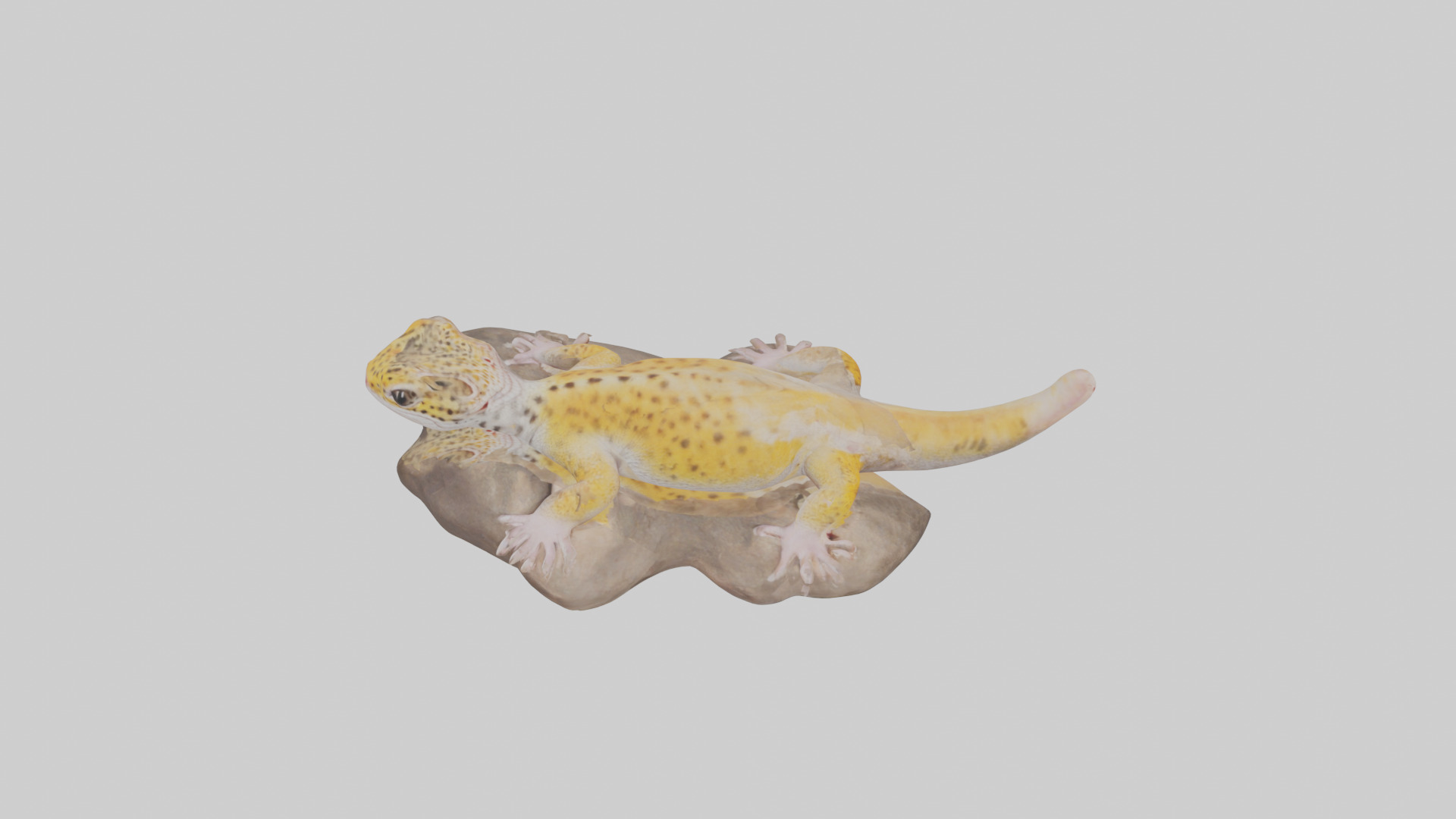 Leopard Gecko lounging model Low-poly 3D model_18