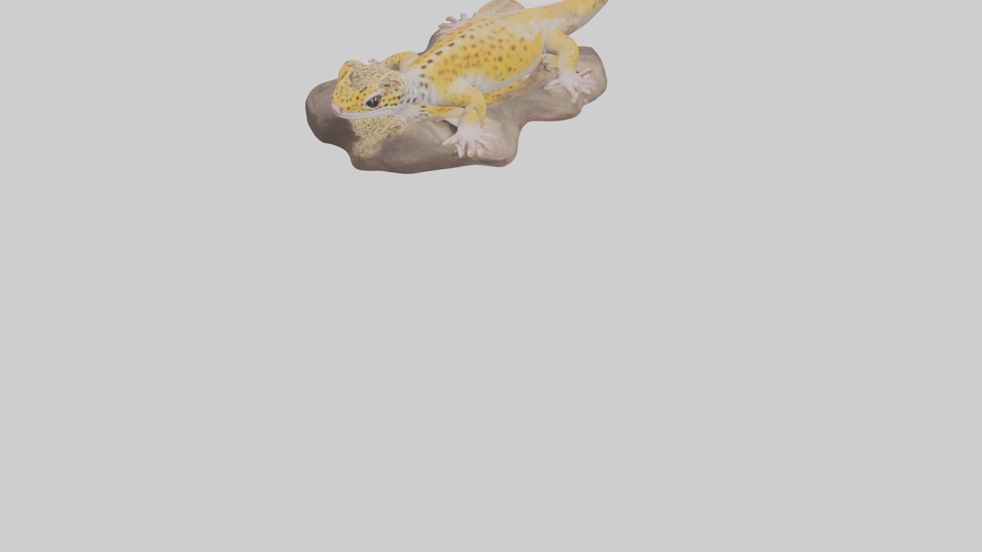 Leopard Gecko lounging model Low-poly 3D model_4