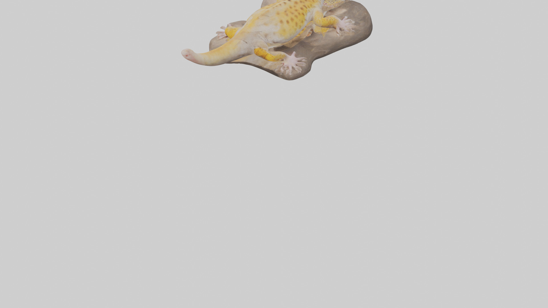 Leopard Gecko lounging model Low-poly 3D model_5