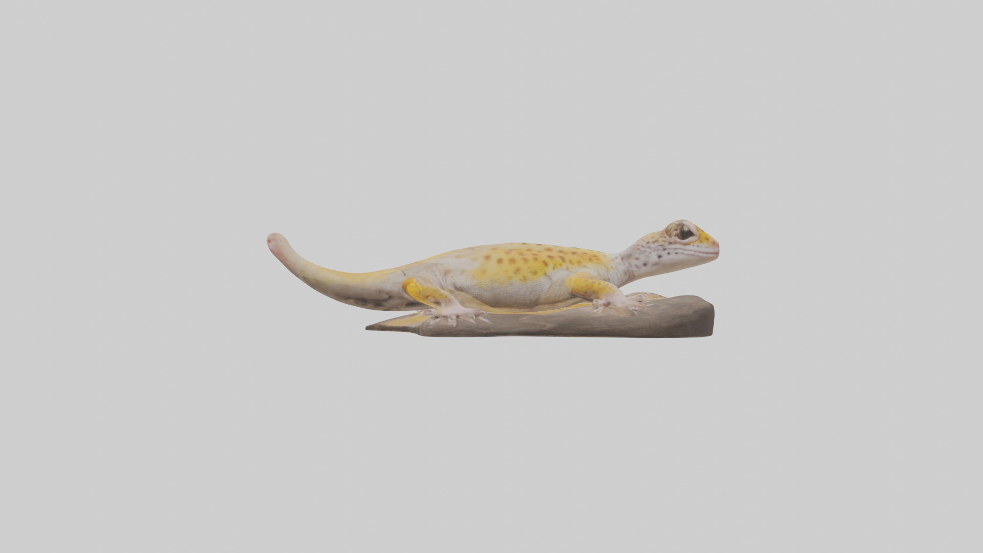 Leopard Gecko lounging model Low-poly 3D model_12