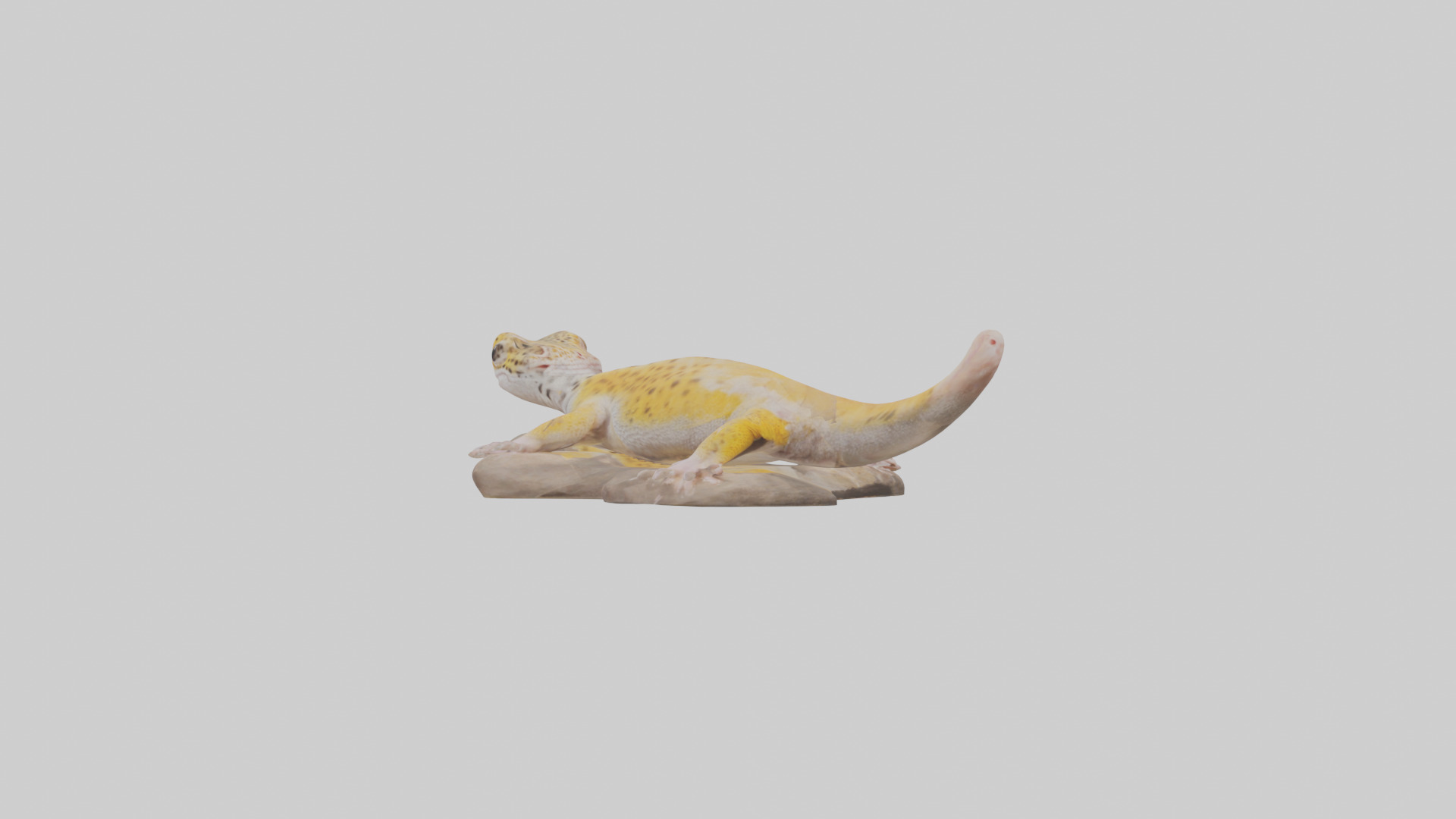 Leopard Gecko lounging model Low-poly 3D model_7