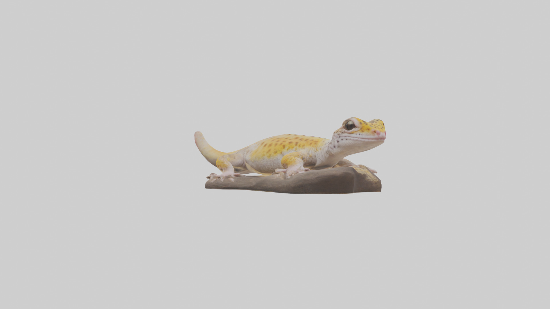 Leopard Gecko lounging model Low-poly 3D model_1