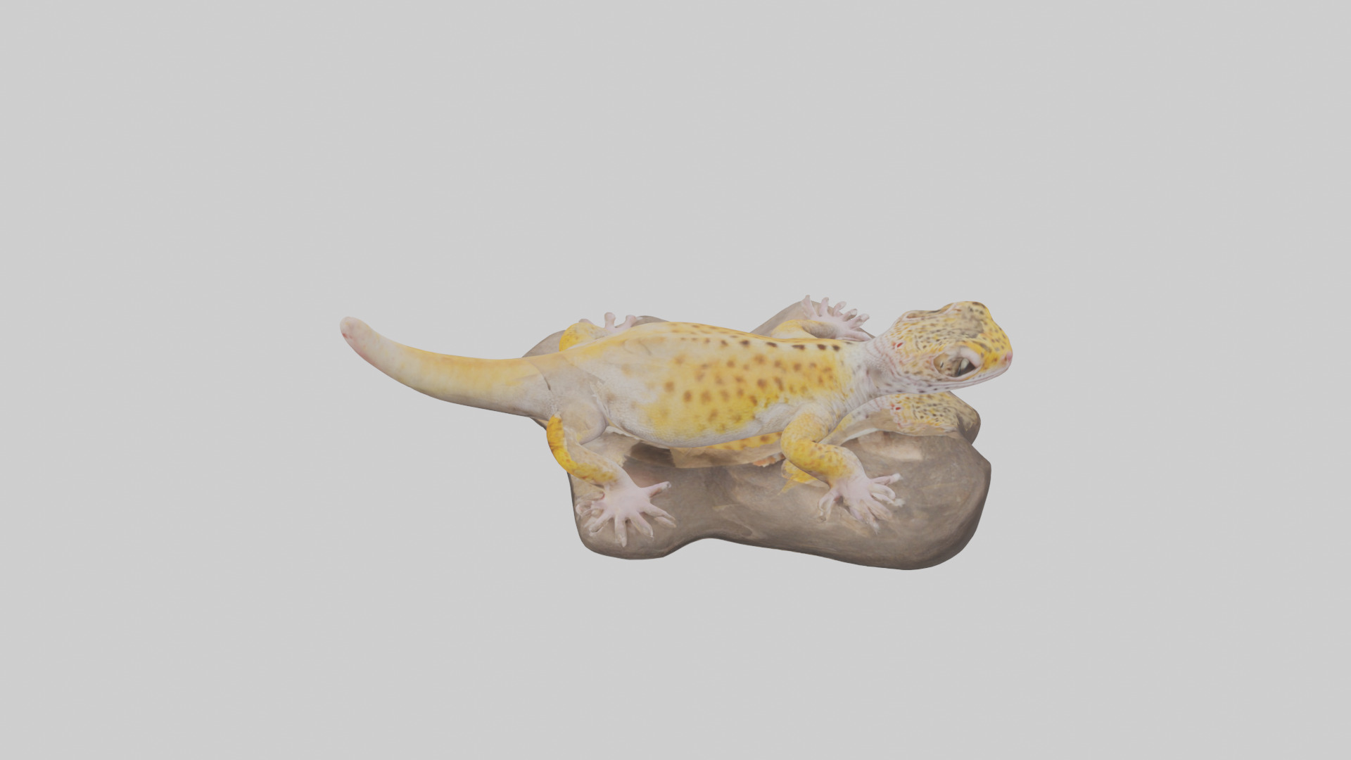 Leopard Gecko lounging model Low-poly 3D model_17