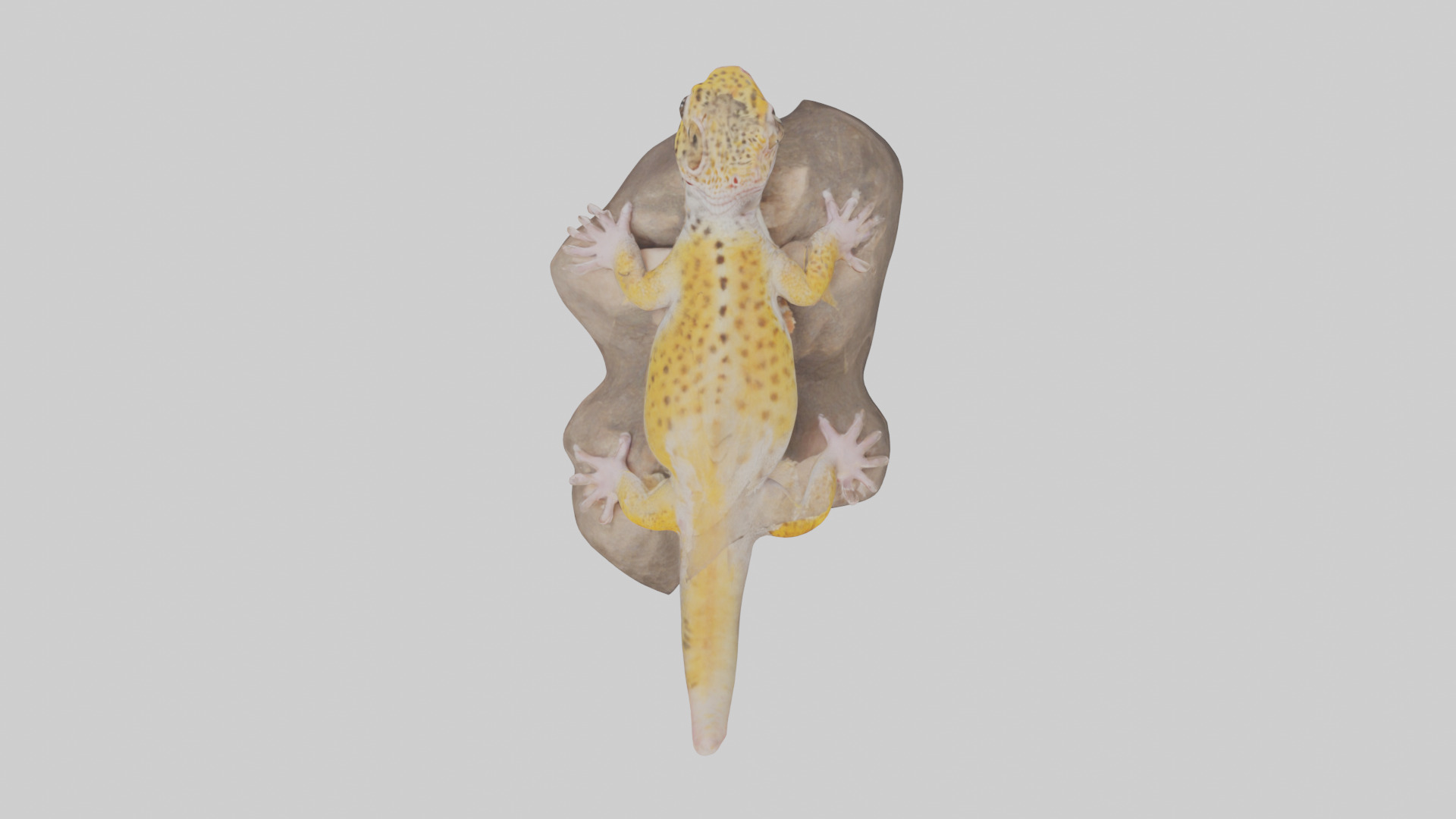 Leopard Gecko lounging model Low-poly 3D model_14