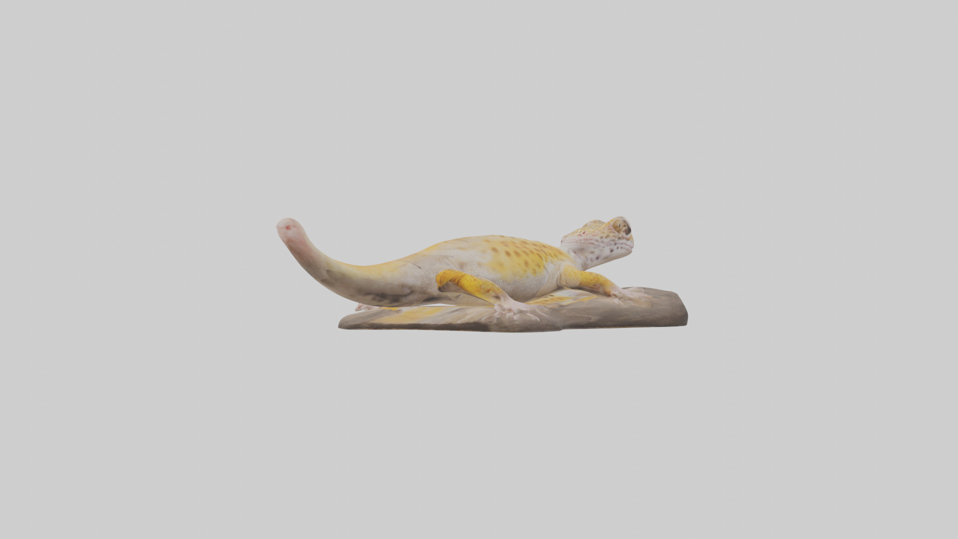 Leopard Gecko lounging model Low-poly 3D model_8