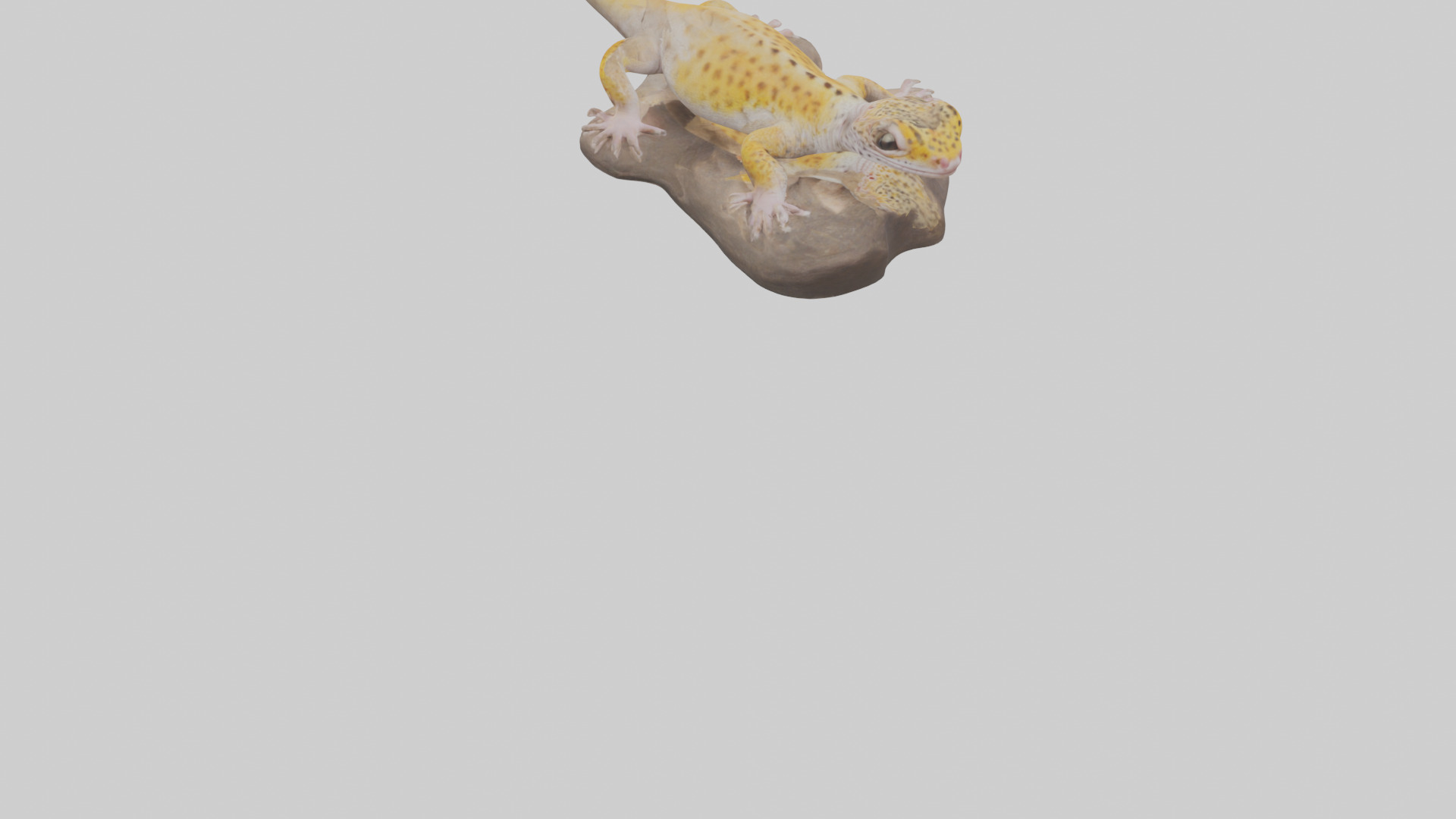 Leopard Gecko lounging model Low-poly 3D model_3