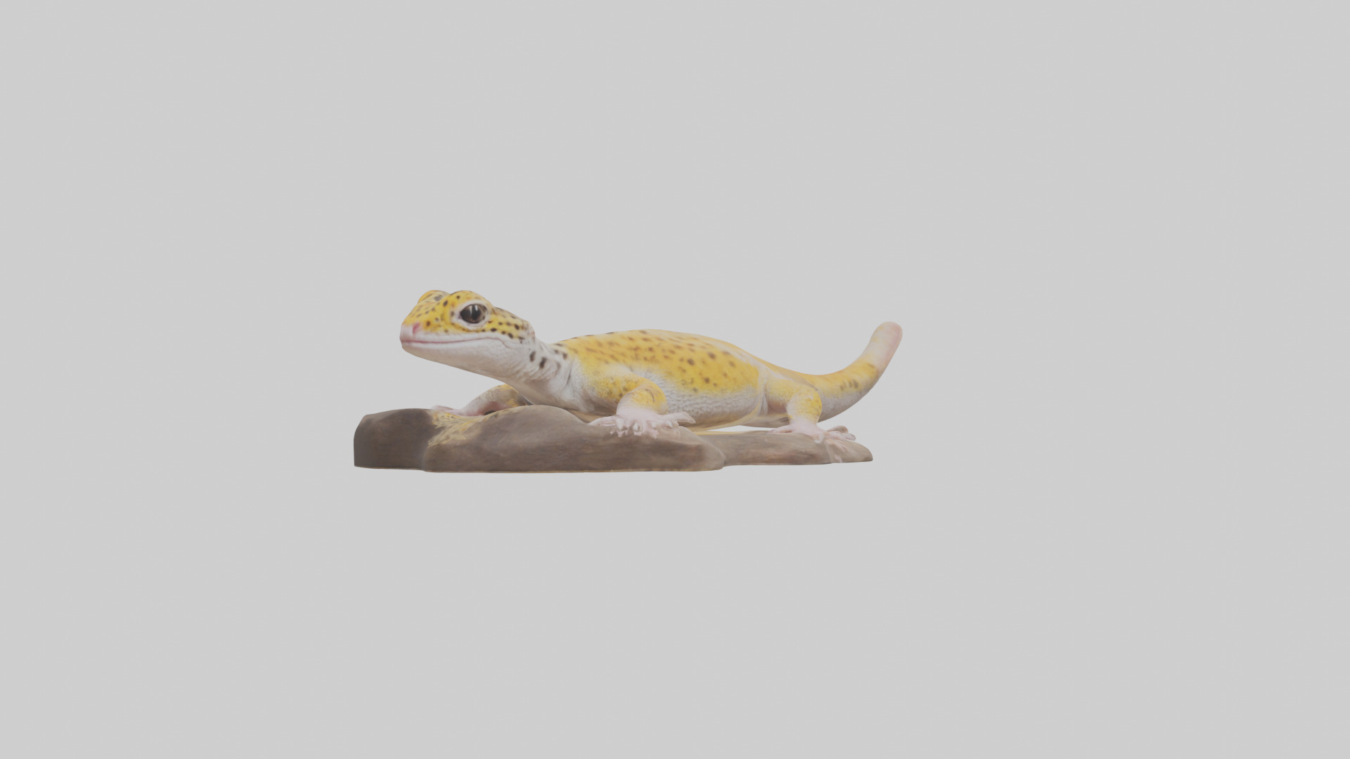 Leopard Gecko lounging model Low-poly 3D model_2