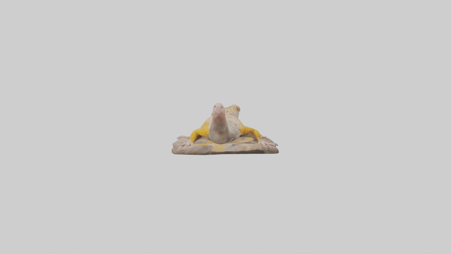 Leopard Gecko lounging model Low-poly 3D model_9