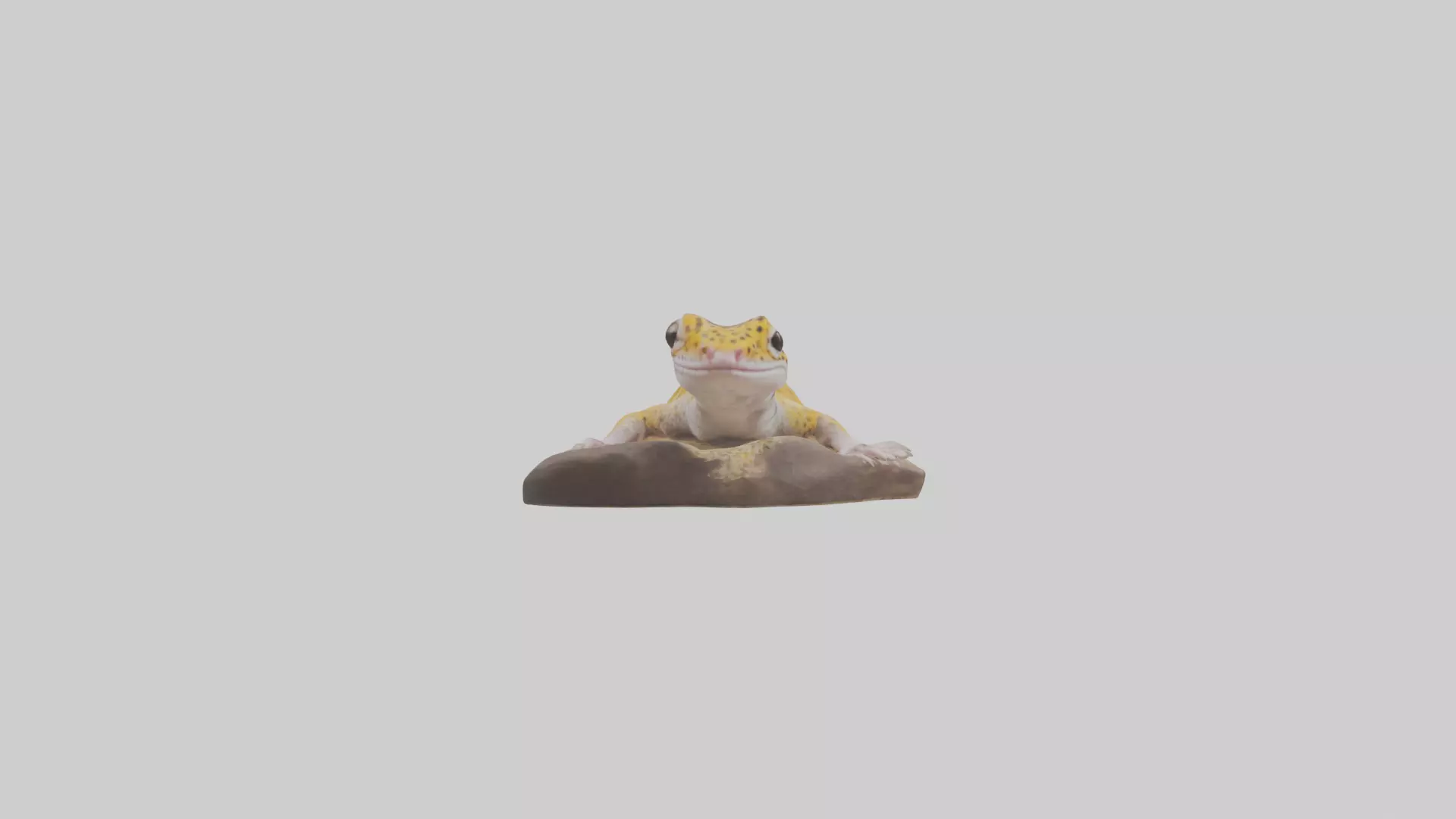 Leopard Gecko lounging model Low-poly 3D model_0