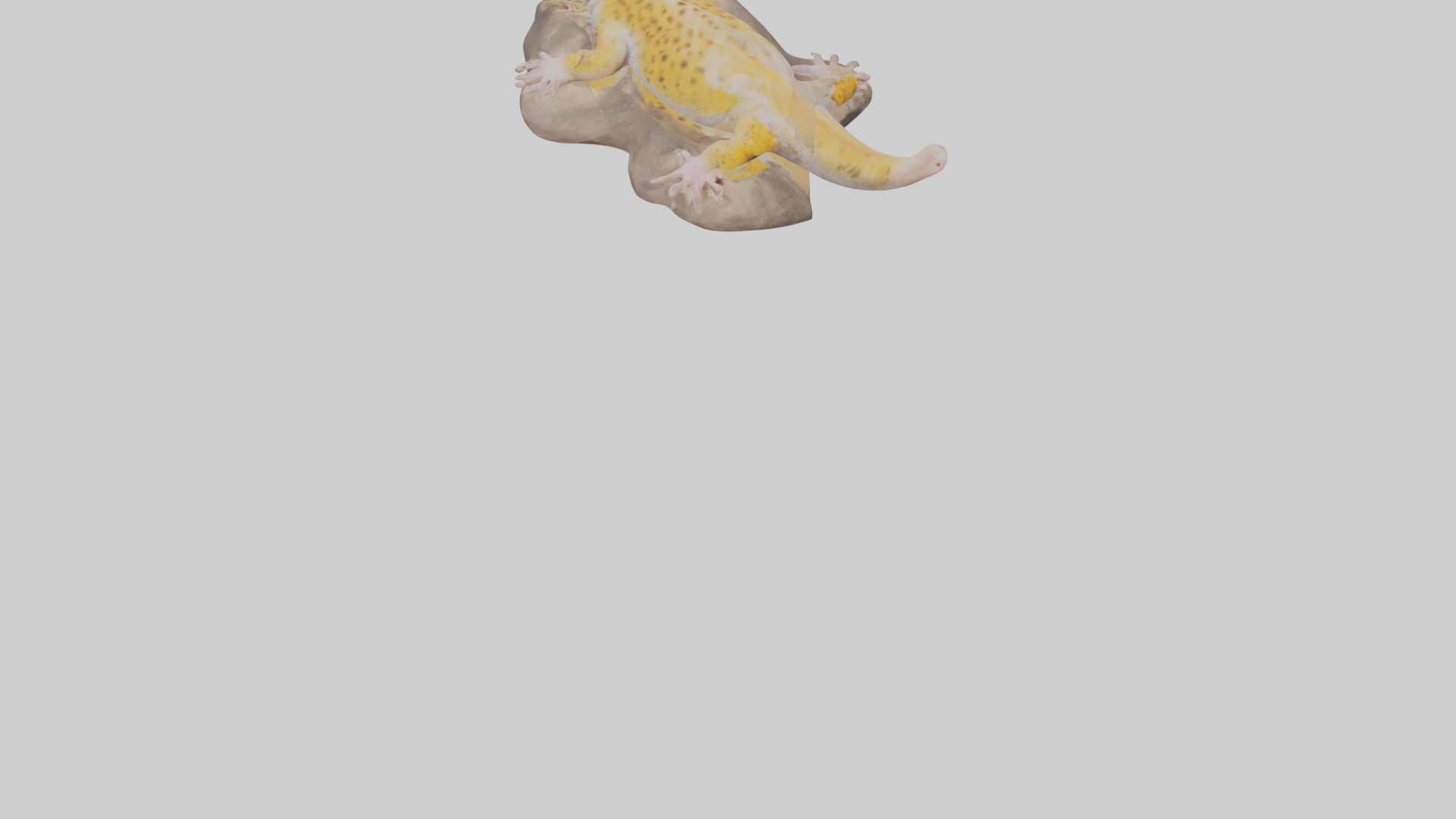 Leopard Gecko lounging model Low-poly 3D model_6