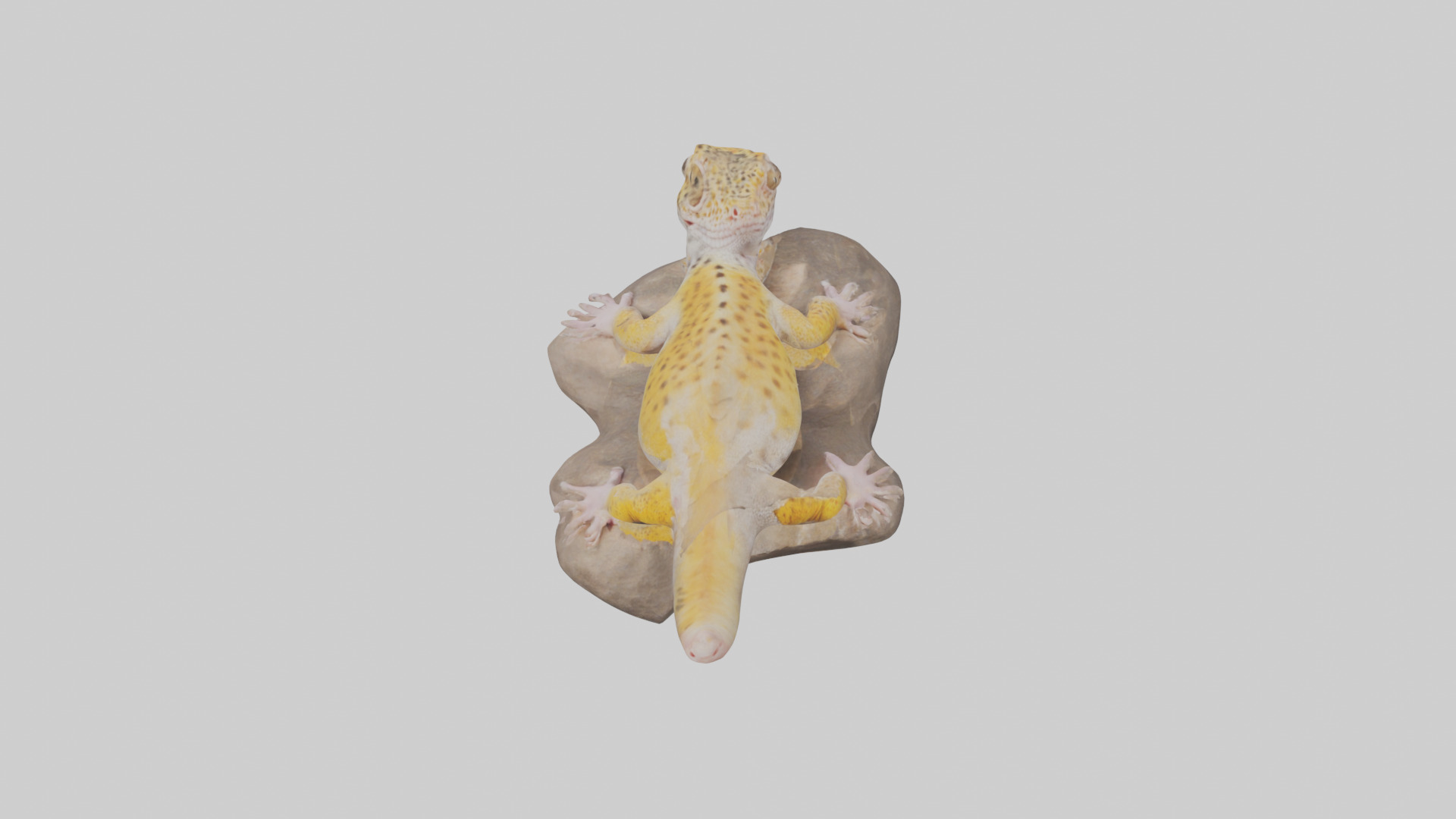 Leopard Gecko lounging model Low-poly 3D model_16