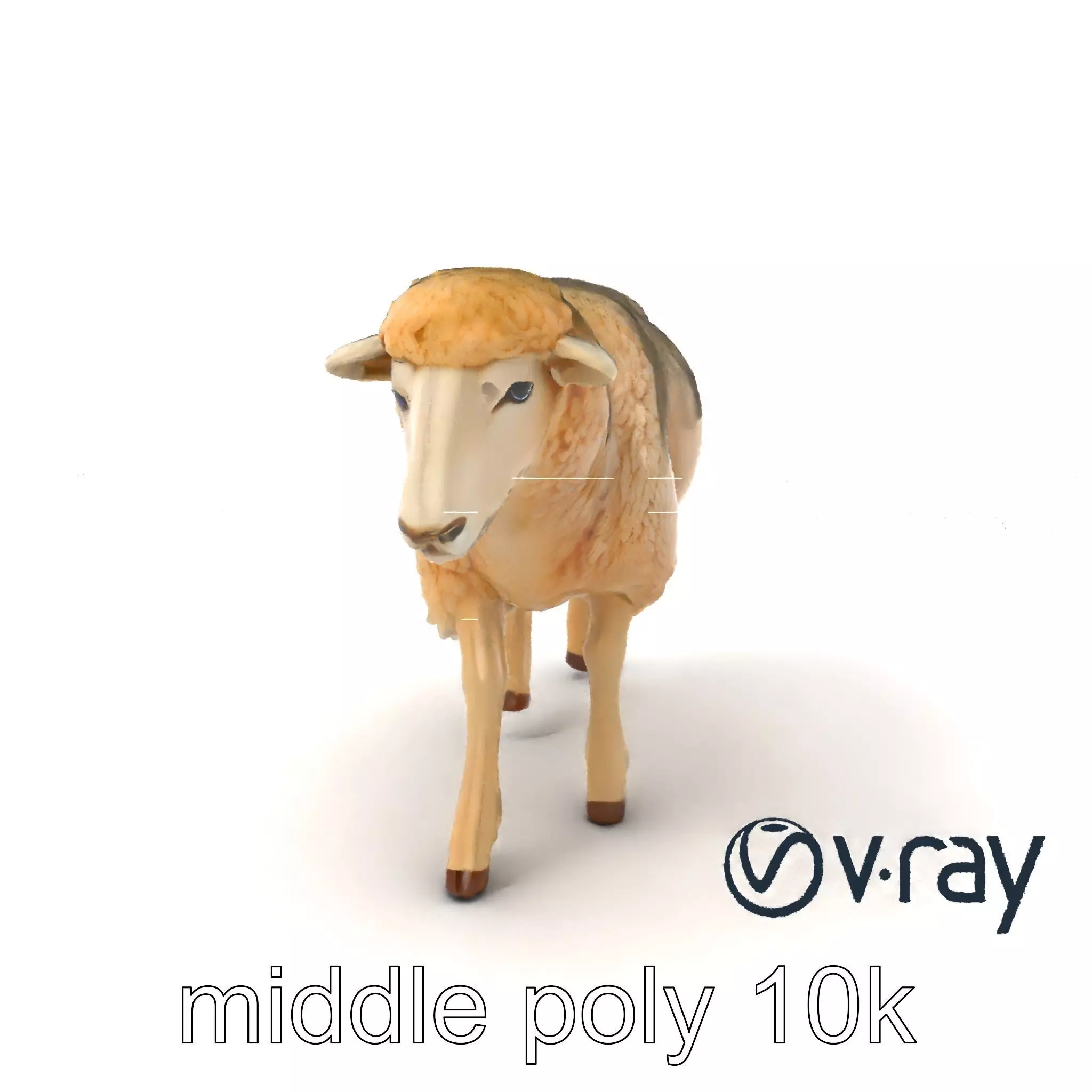 Fluffy Sheep Grazing Stance model pack Low-poly 3D model_0