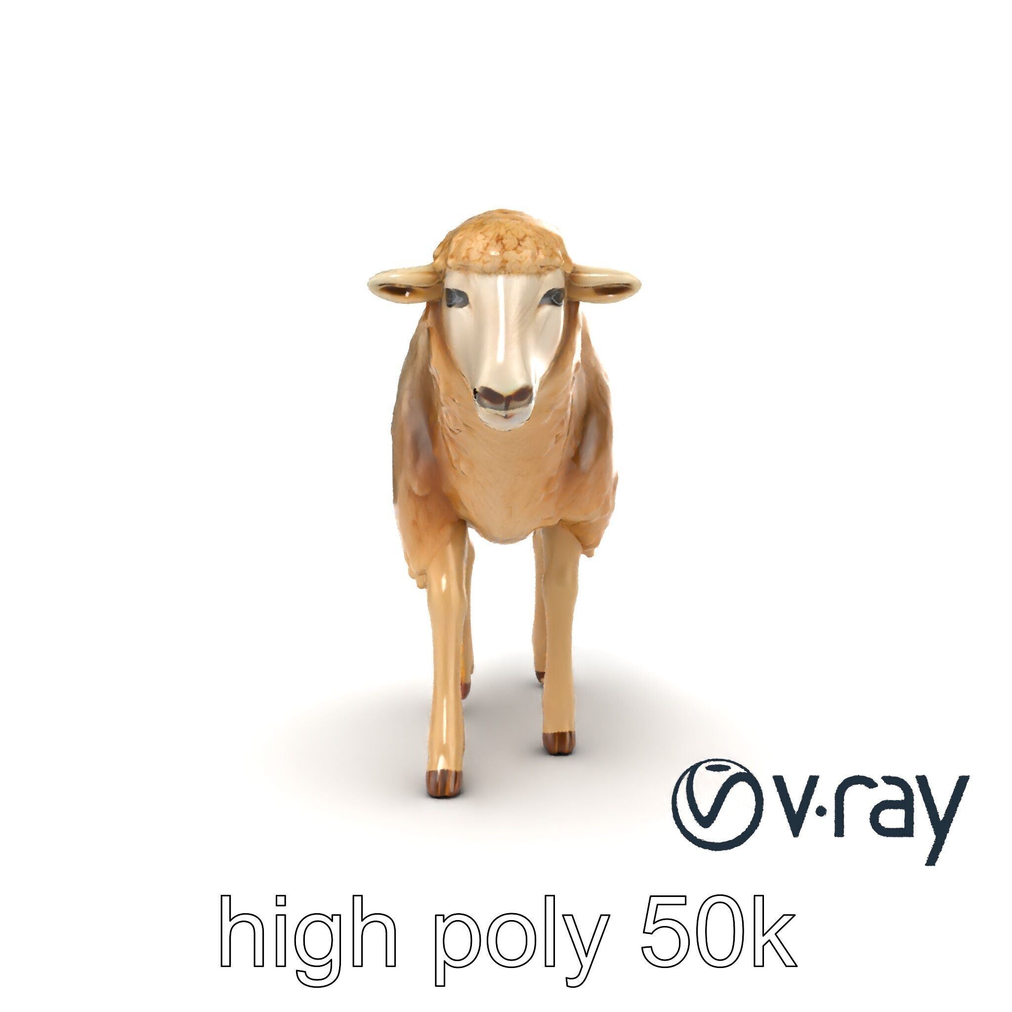 Fluffy Sheep Grazing Stance model pack Low-poly 3D model_15