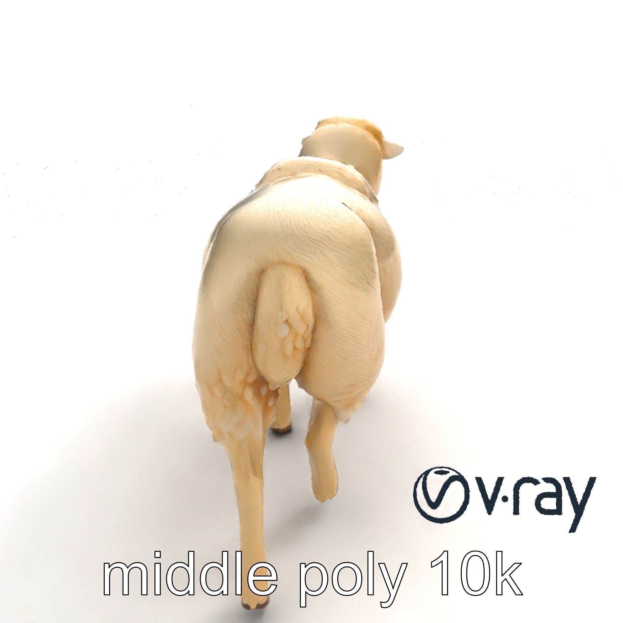 Fluffy Sheep Grazing Stance model pack Low-poly 3D model_4