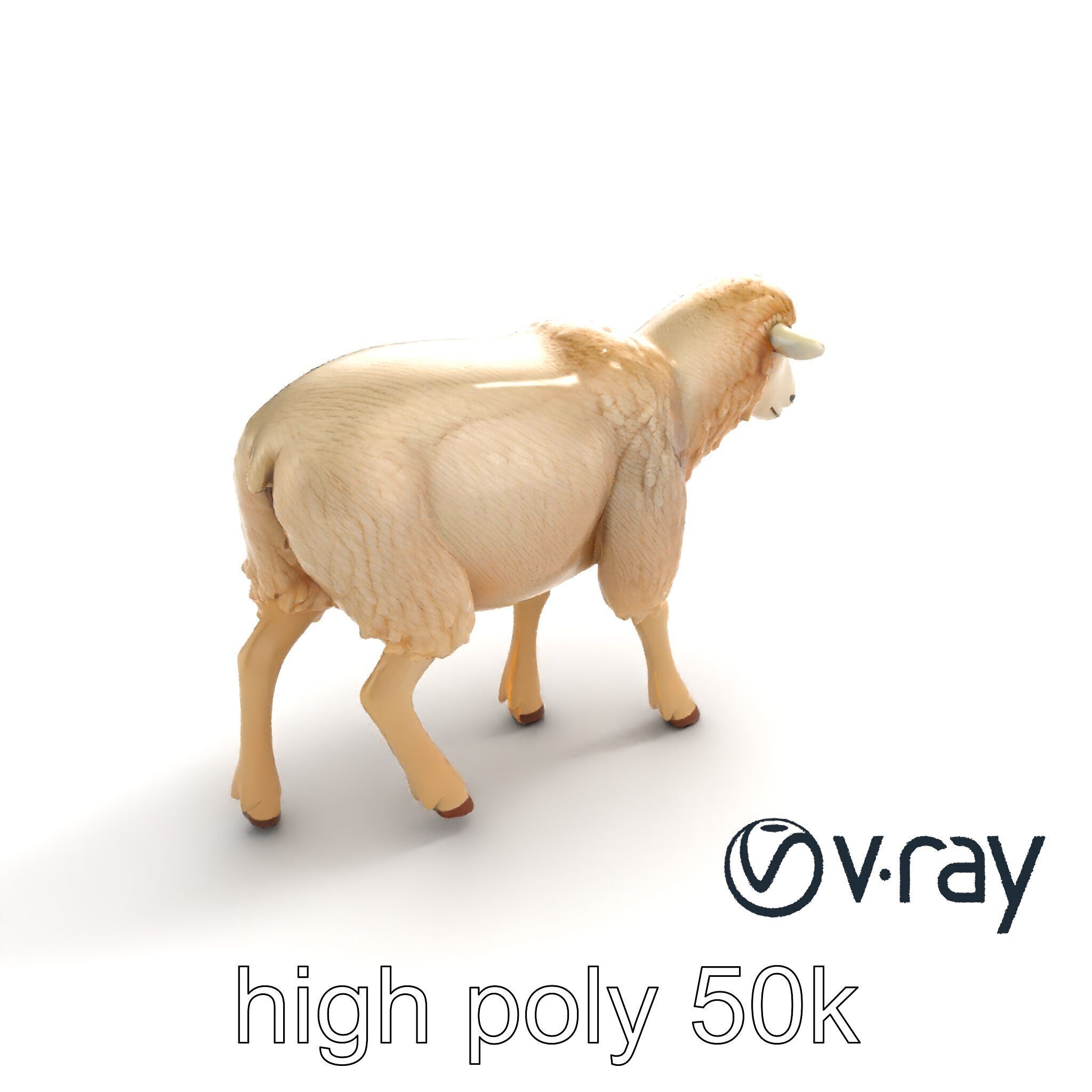 Fluffy Sheep Grazing Stance model pack Low-poly 3D model_11