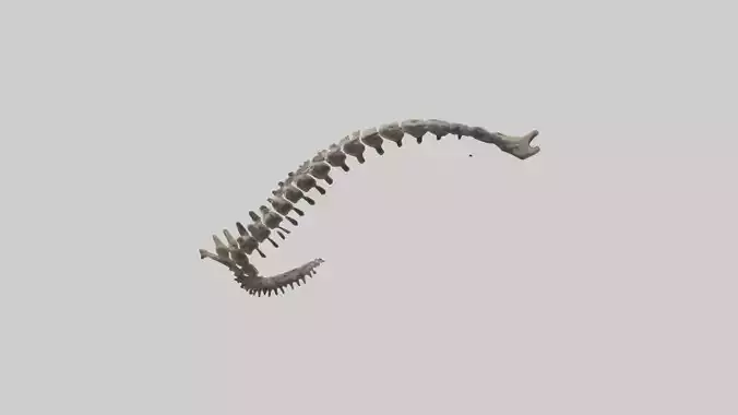 Leopard Spine