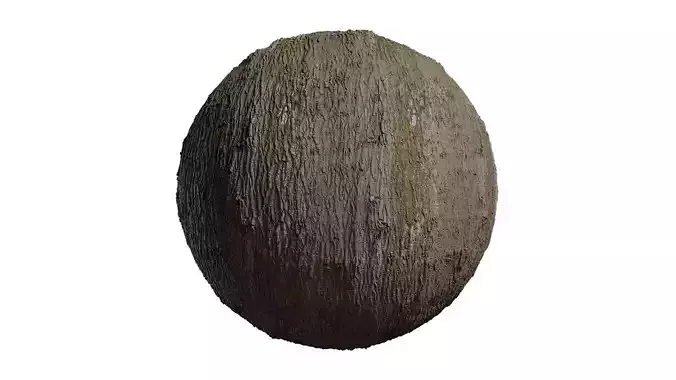 Anydrafts Populus x canadensis Bark 04