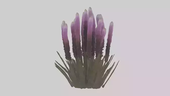 Liatris model