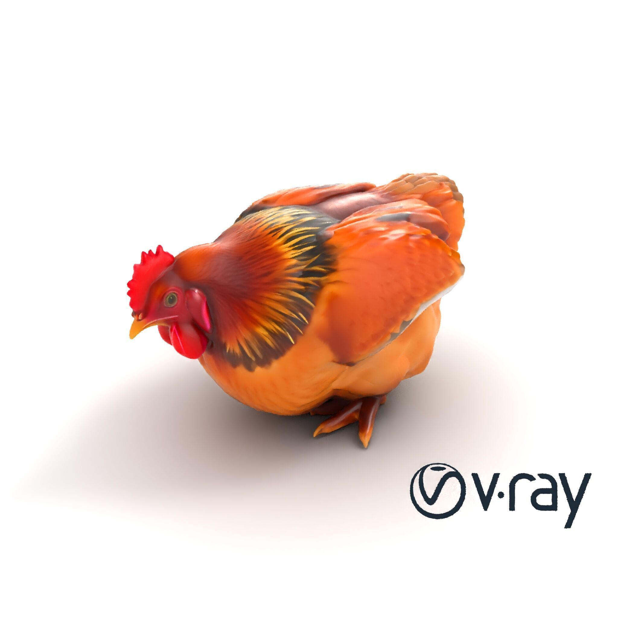 Detailed Chicken with Red Comb model pack Low-poly 3D model_9