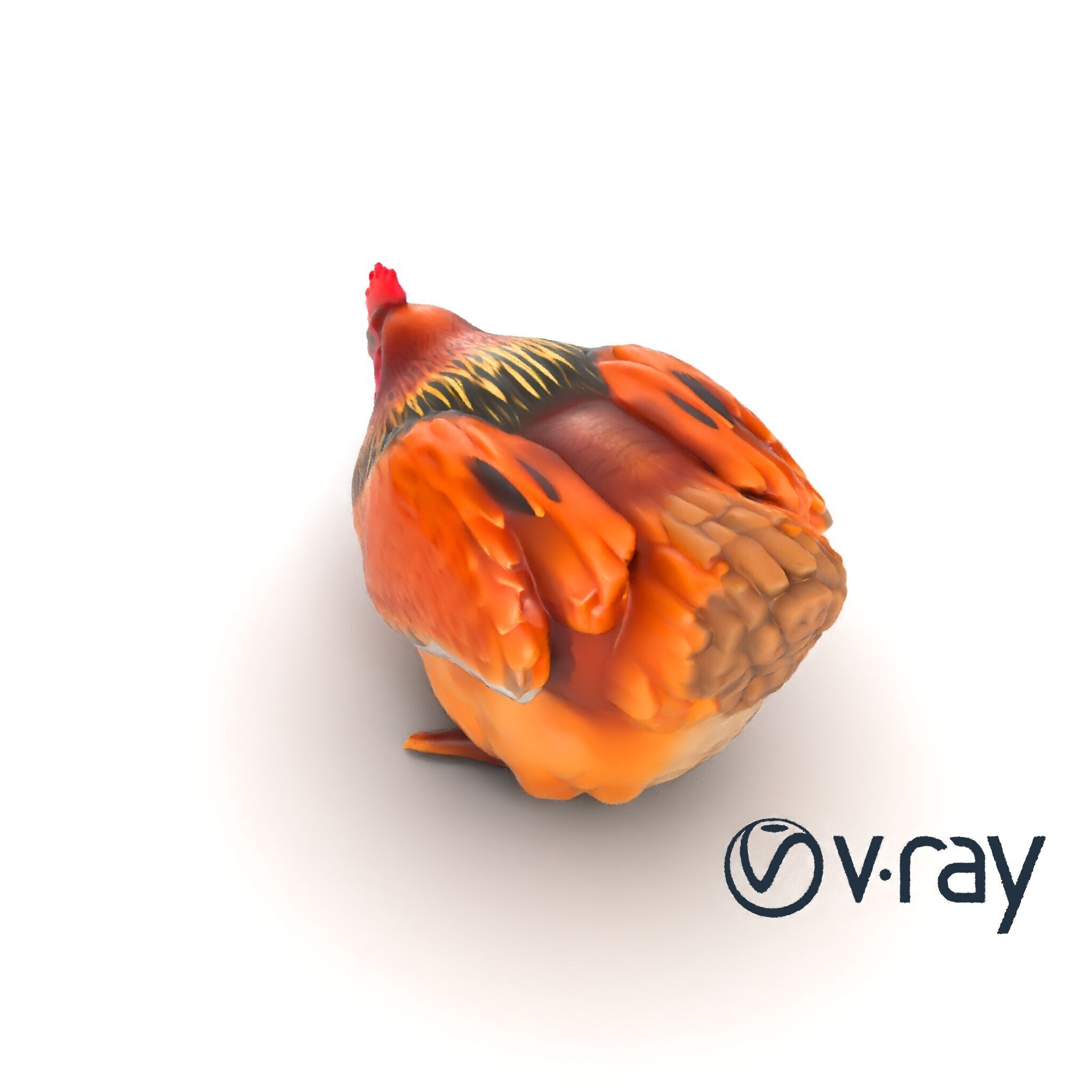 Detailed Chicken with Red Comb model pack Low-poly 3D model_12