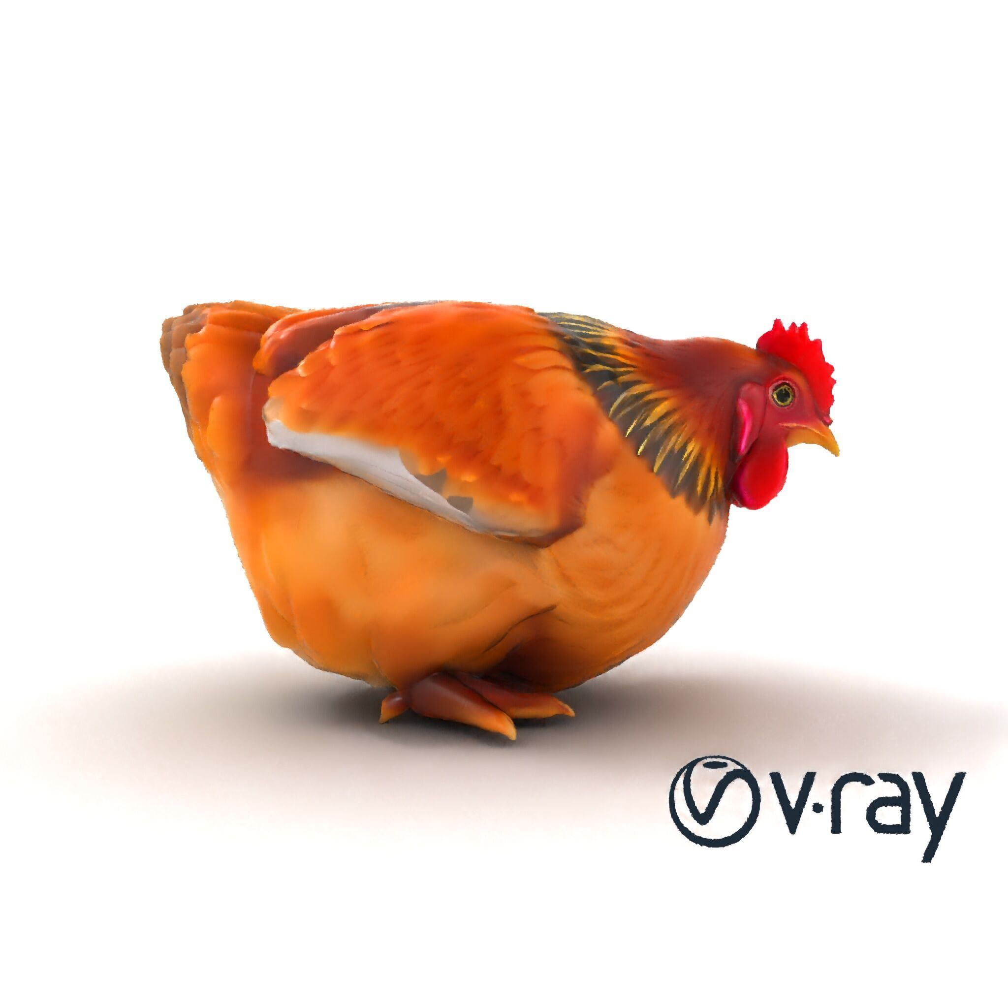 Detailed Chicken with Red Comb model pack Low-poly 3D model_26