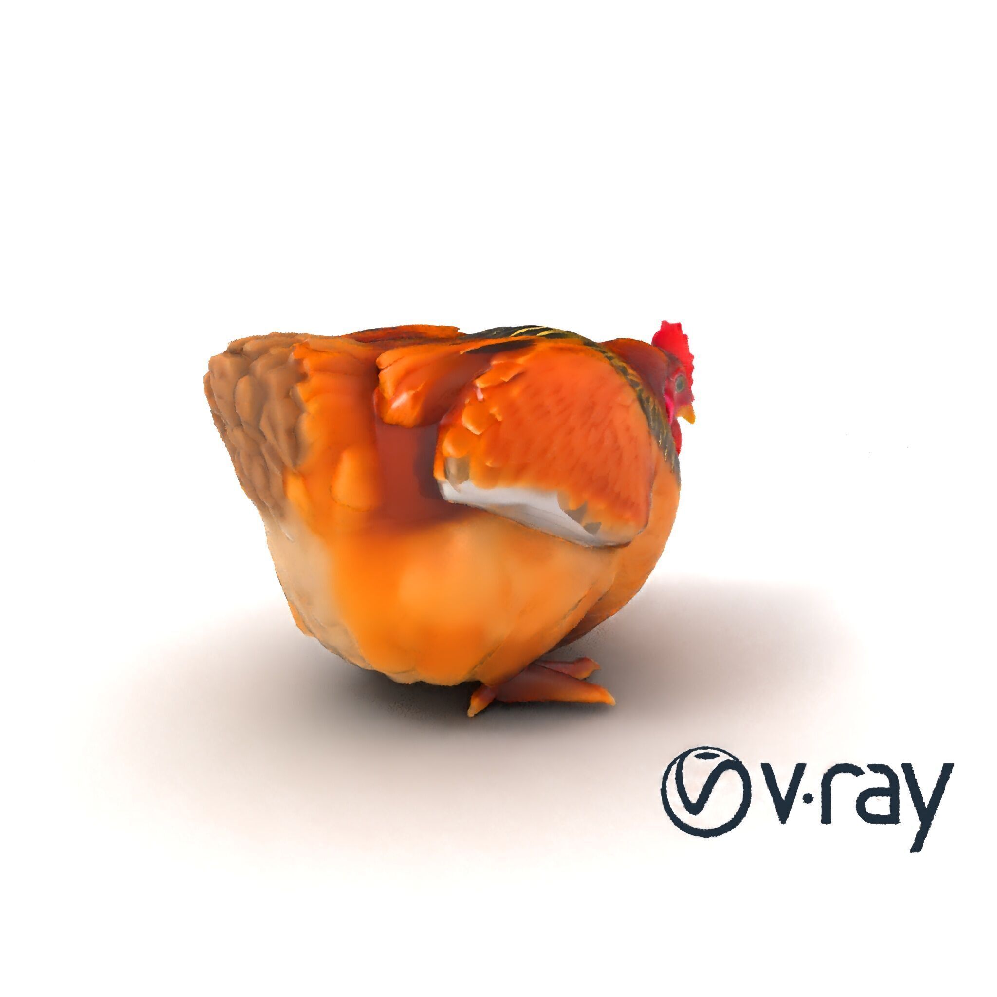 Detailed Chicken with Red Comb model pack Low-poly 3D model_6