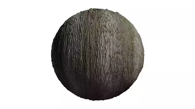 Anydrafts Populus x canadensis Bark 08