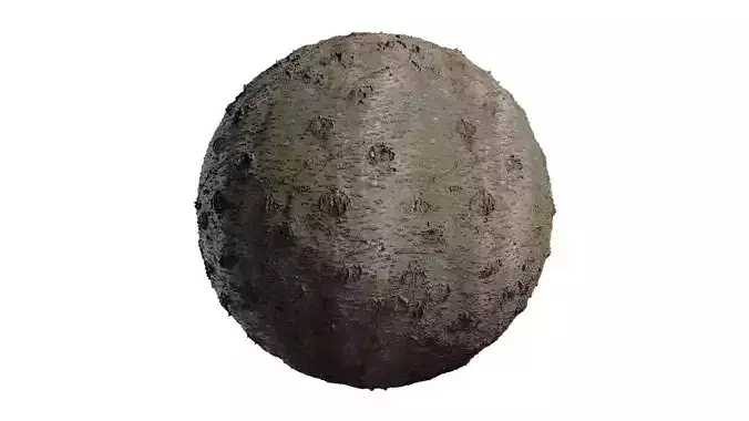 Anydrafts Prunus x subhirtella Bark 02