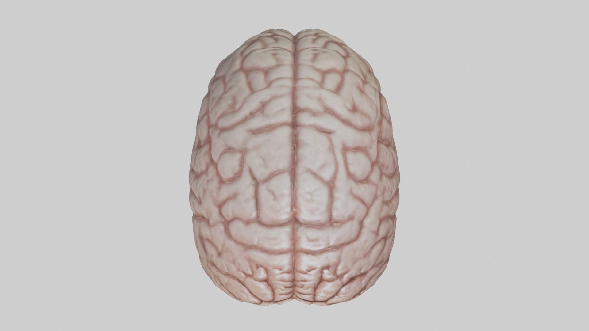 Lion Brain Low-poly 3D model_14