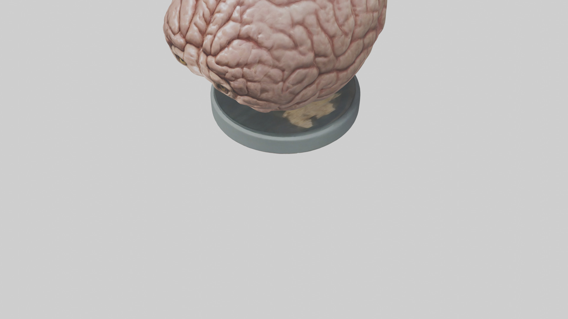 Lion Brain Low-poly 3D model_5