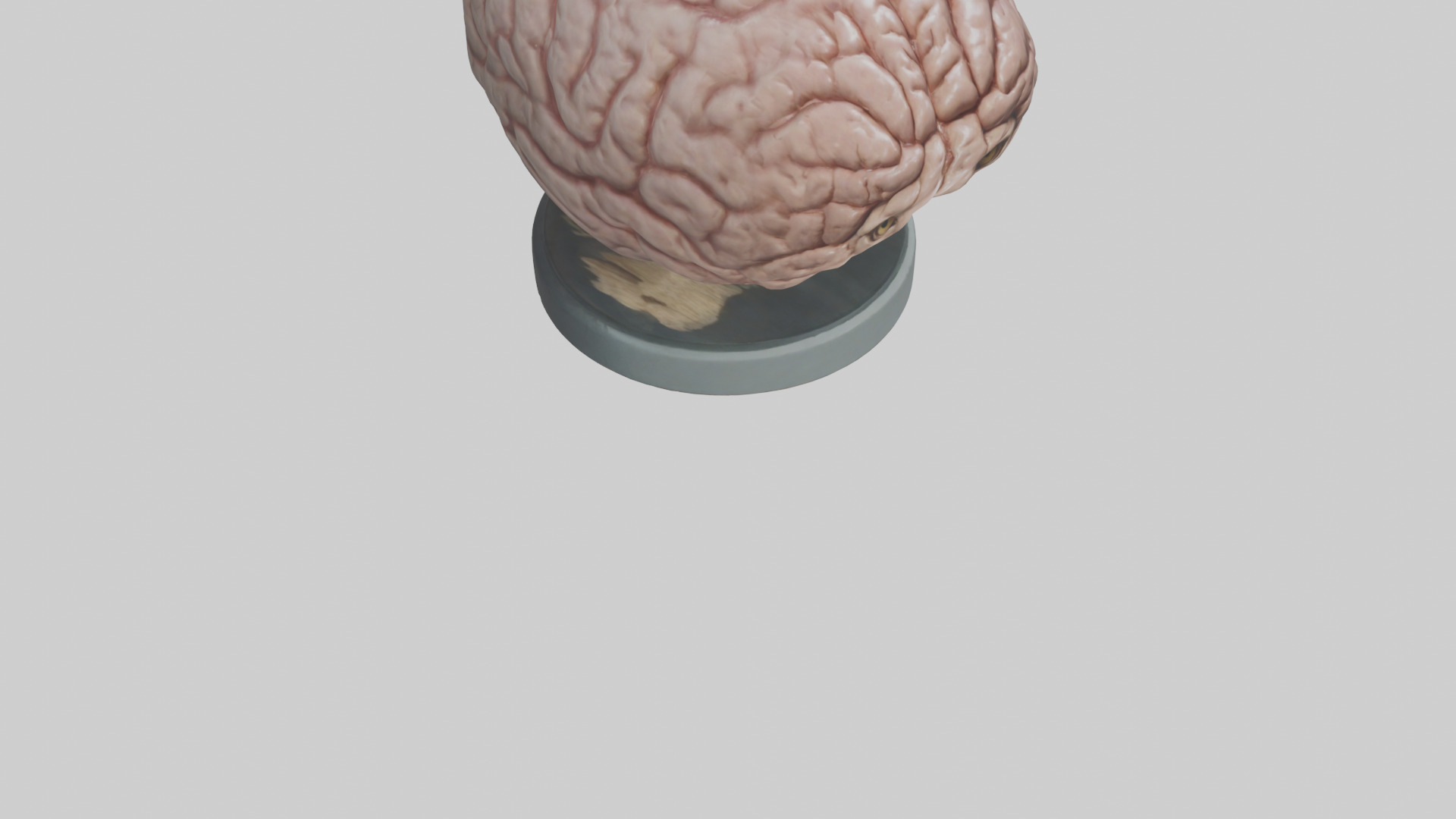 Lion Brain Low-poly 3D model_6