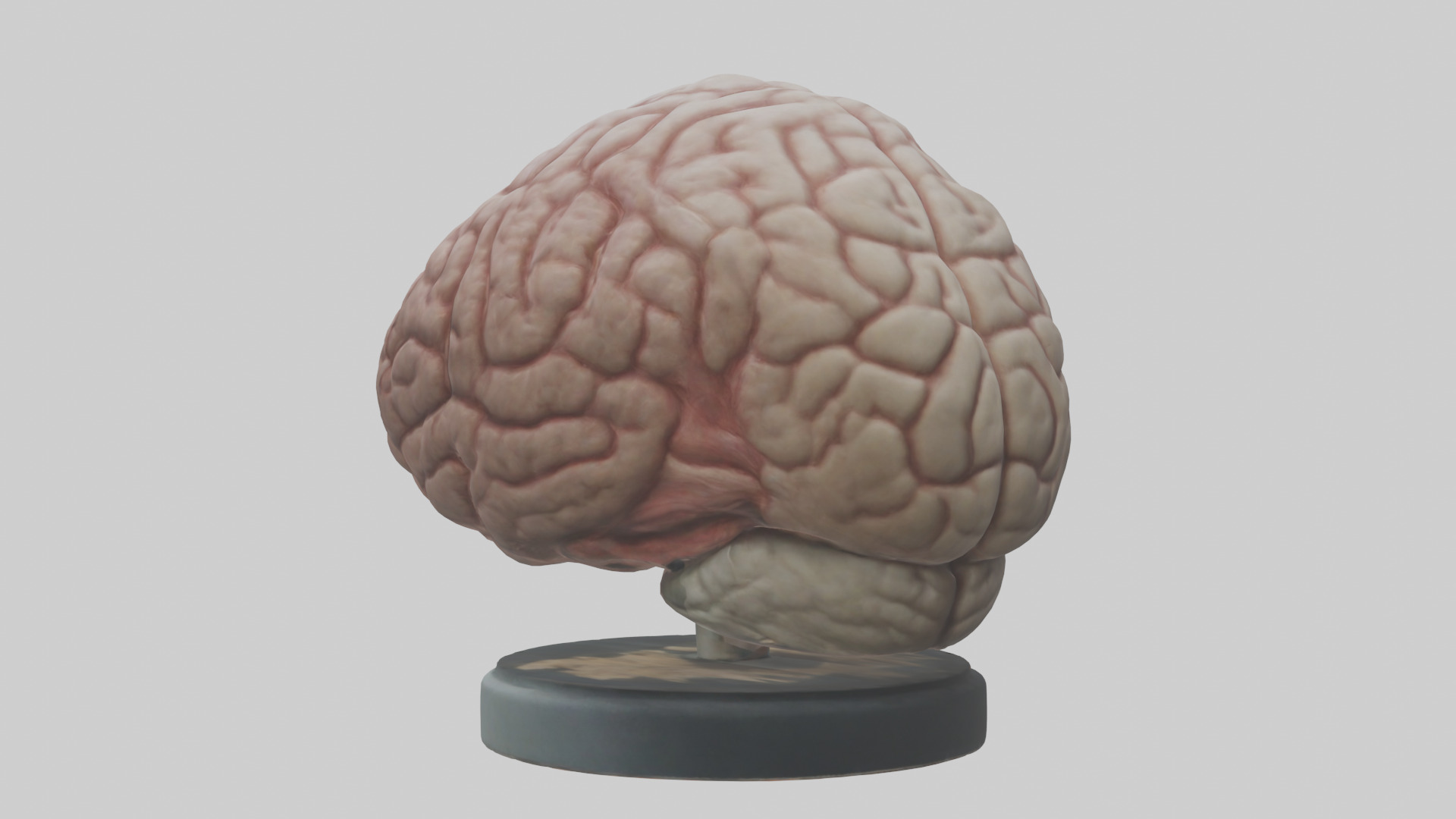 Lion Brain Low-poly 3D model_1