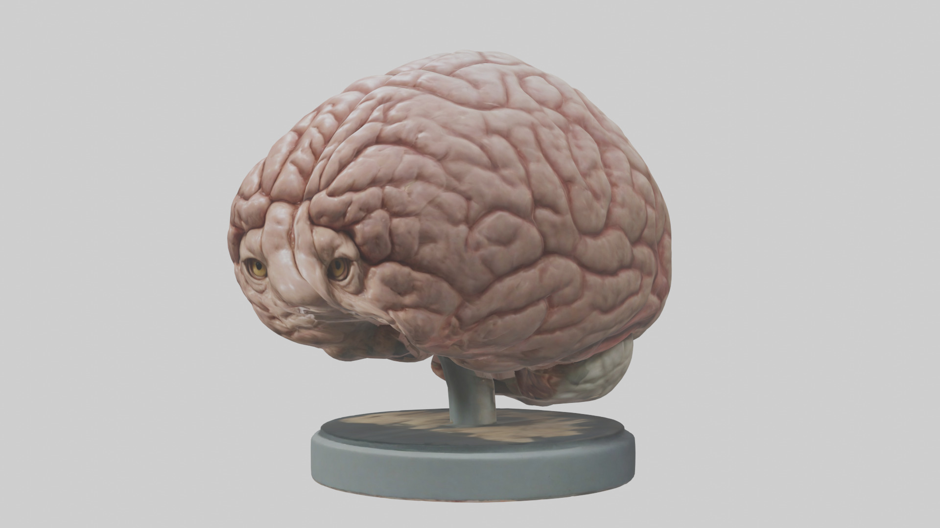 Lion Brain Low-poly 3D model_10