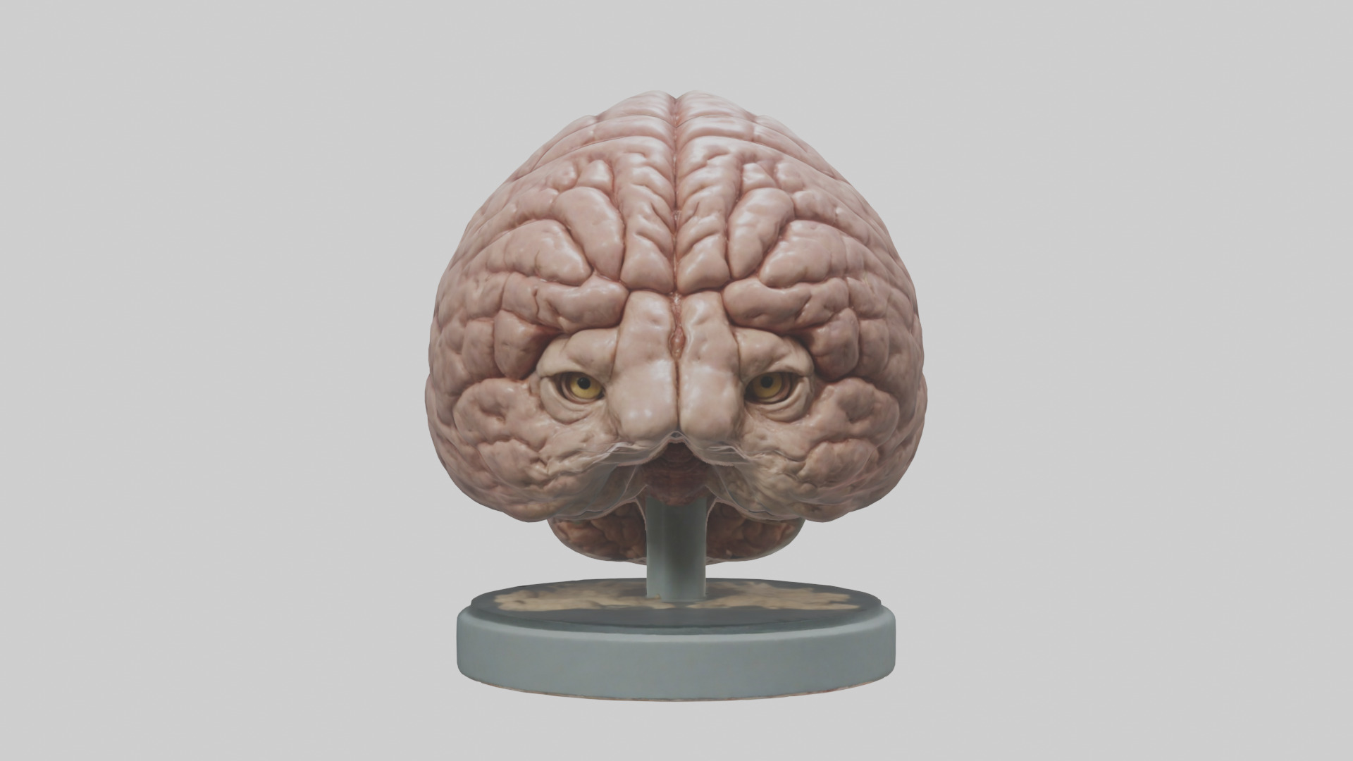 Lion Brain Low-poly 3D model_9