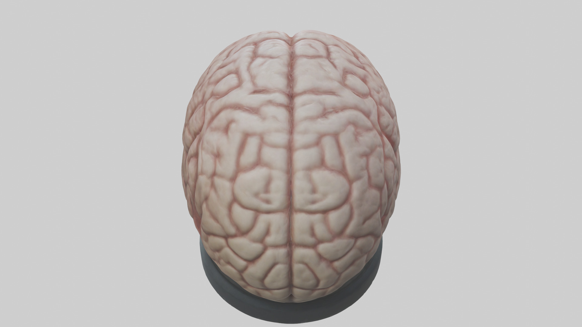 Lion Brain Low-poly 3D model_15