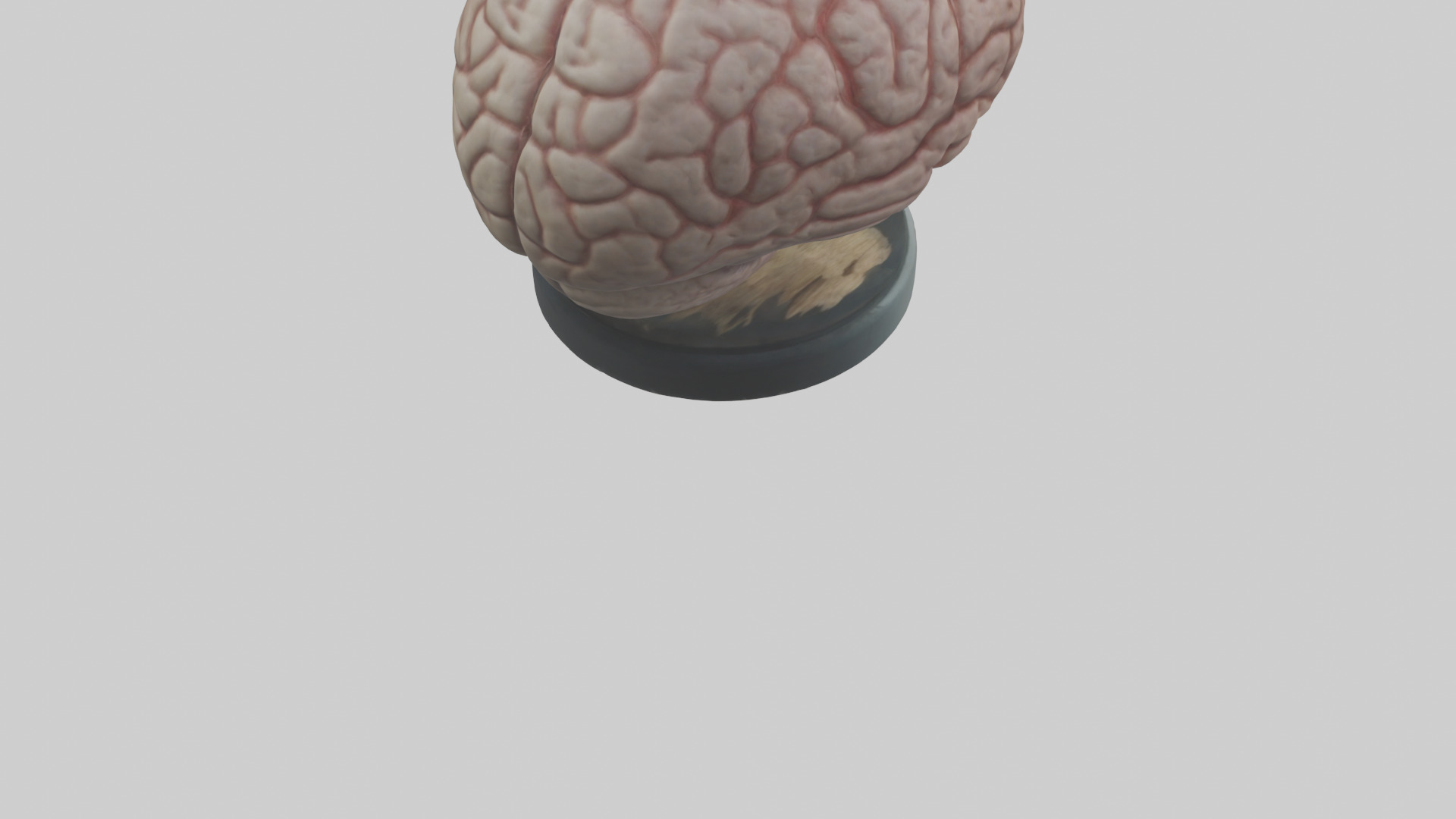 Lion Brain Low-poly 3D model_4