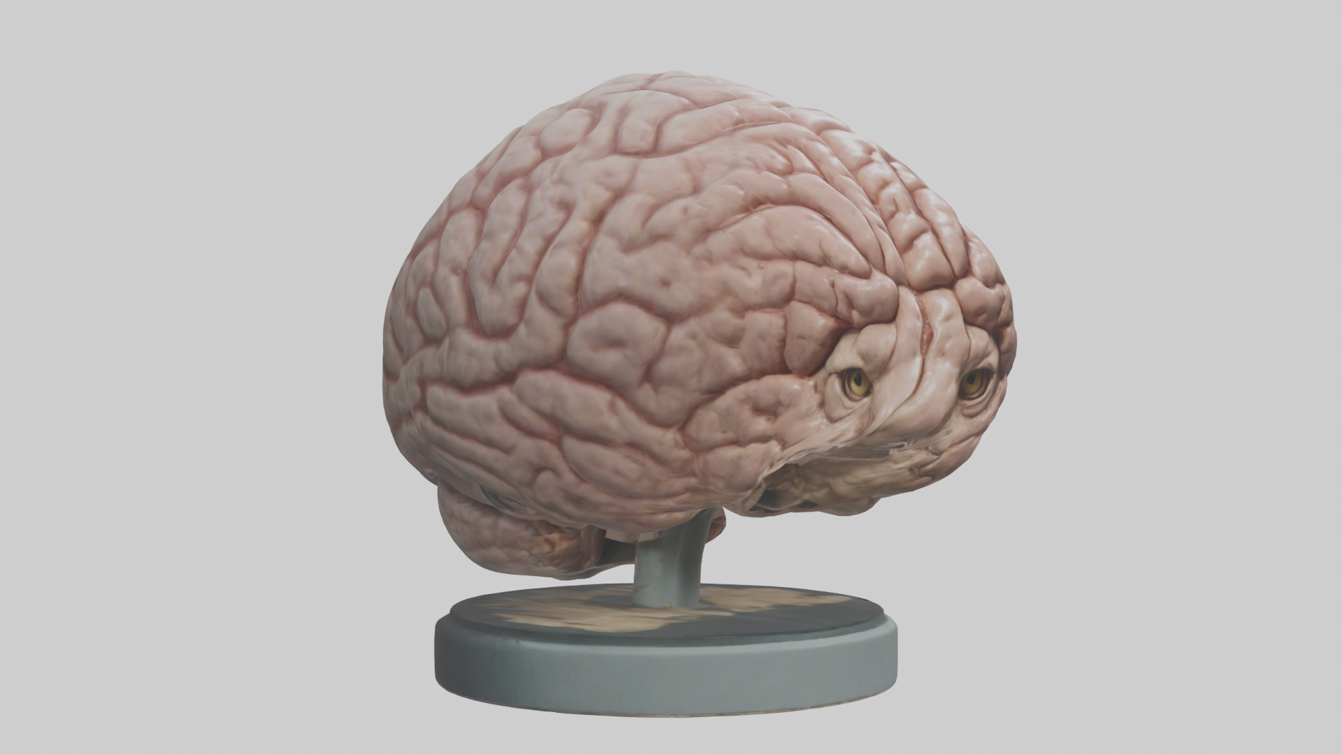 Lion Brain Low-poly 3D model_7