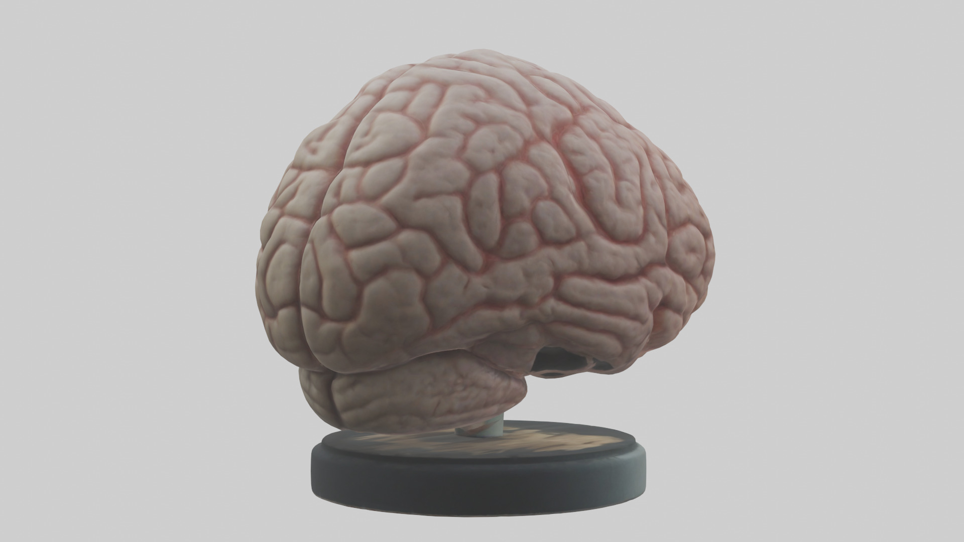 Lion Brain Low-poly 3D model_2