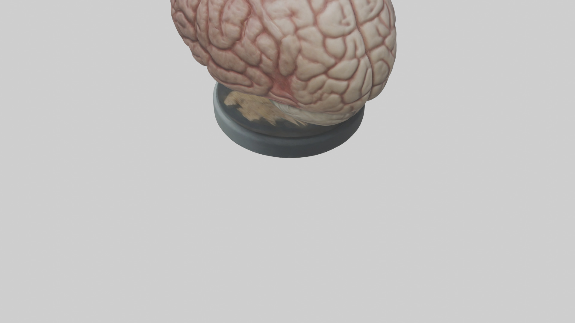 Lion Brain Low-poly 3D model_3