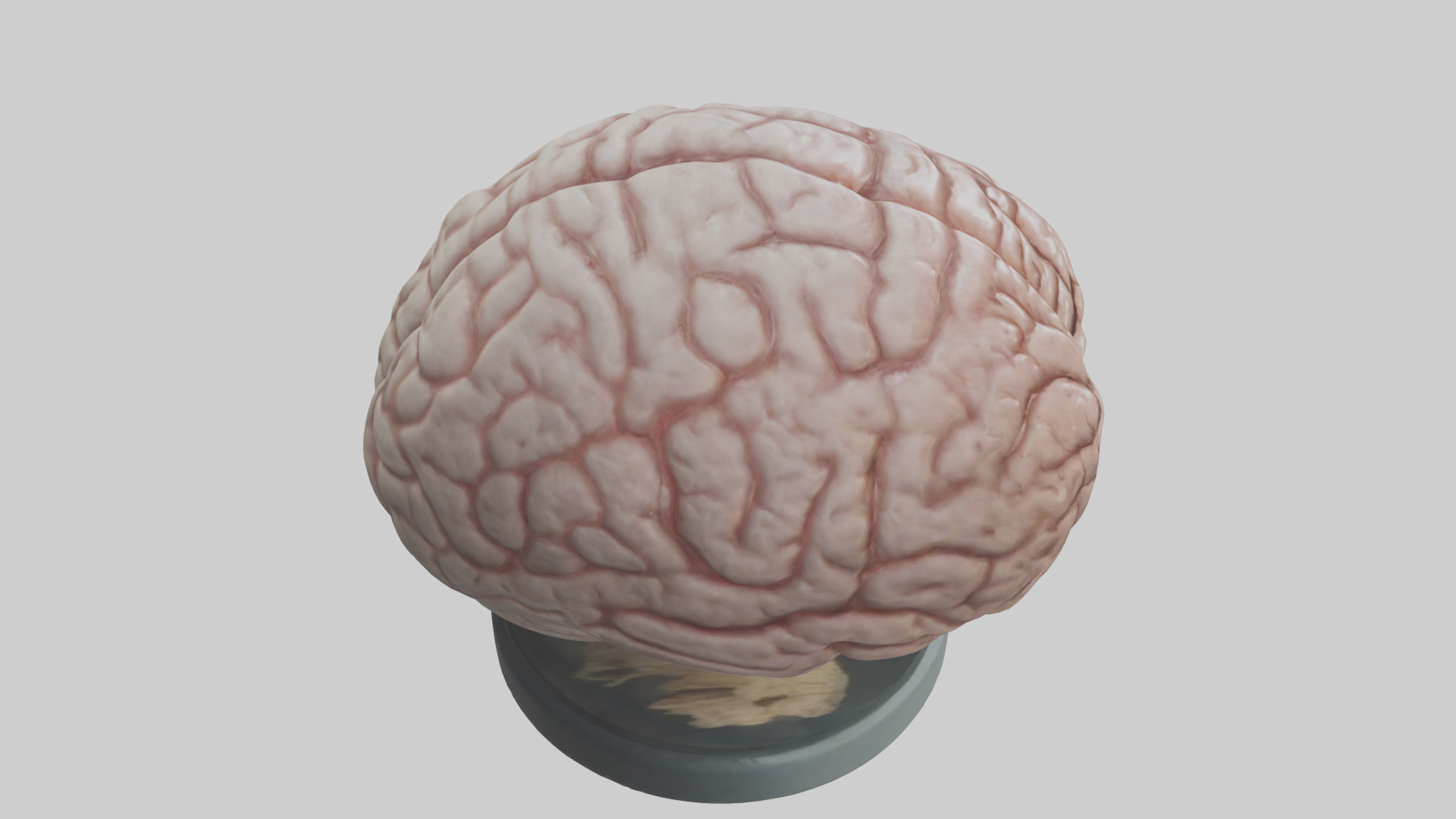 Lion Brain Low-poly 3D model_18
