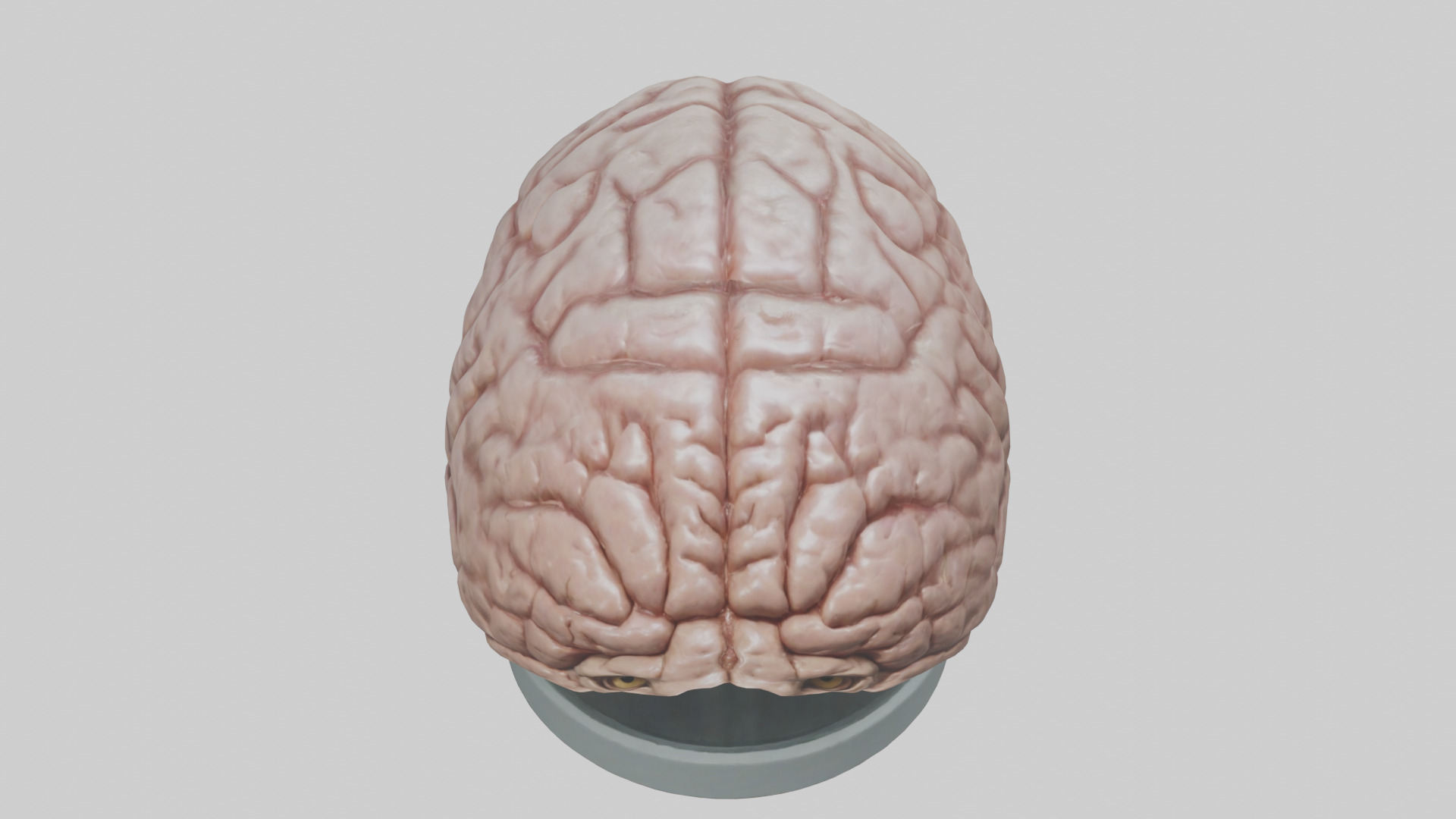 Lion Brain Low-poly 3D model_16
