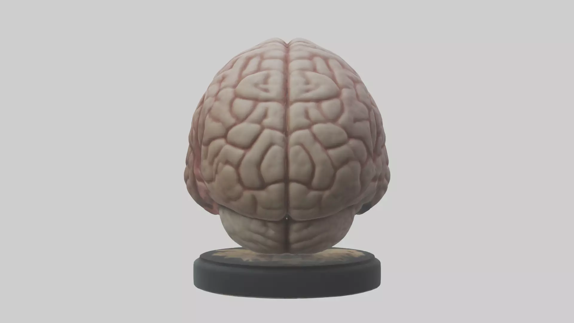 Lion Brain Low-poly 3D model_0