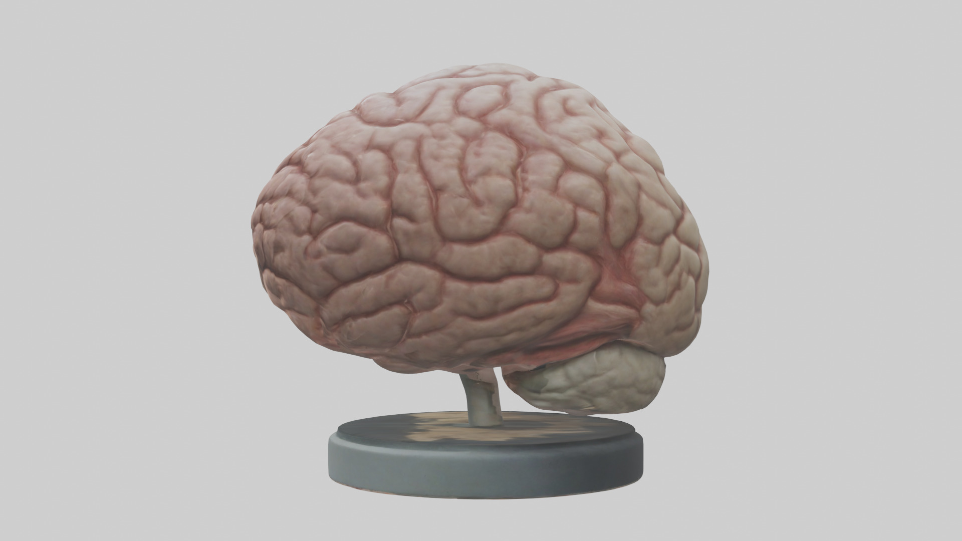 Lion Brain Low-poly 3D model_12