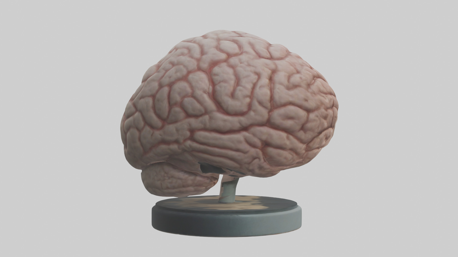 Lion Brain Low-poly 3D model_13