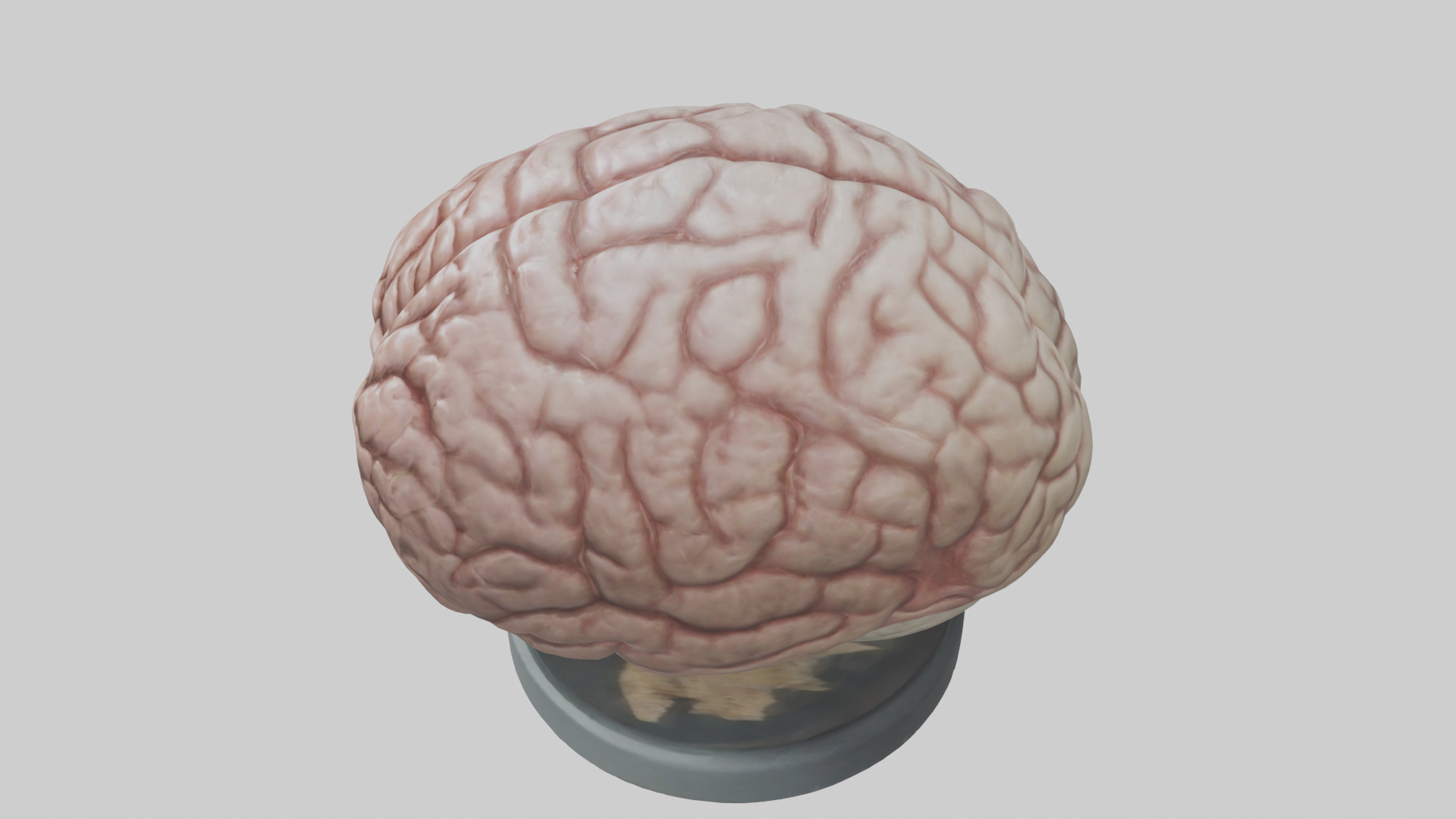 Lion Brain Low-poly 3D model_17
