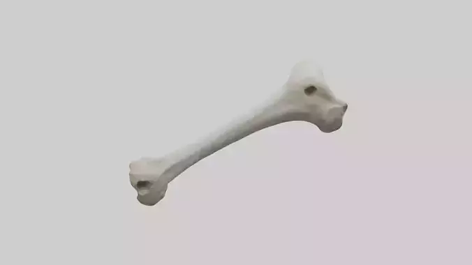 Lion Femur