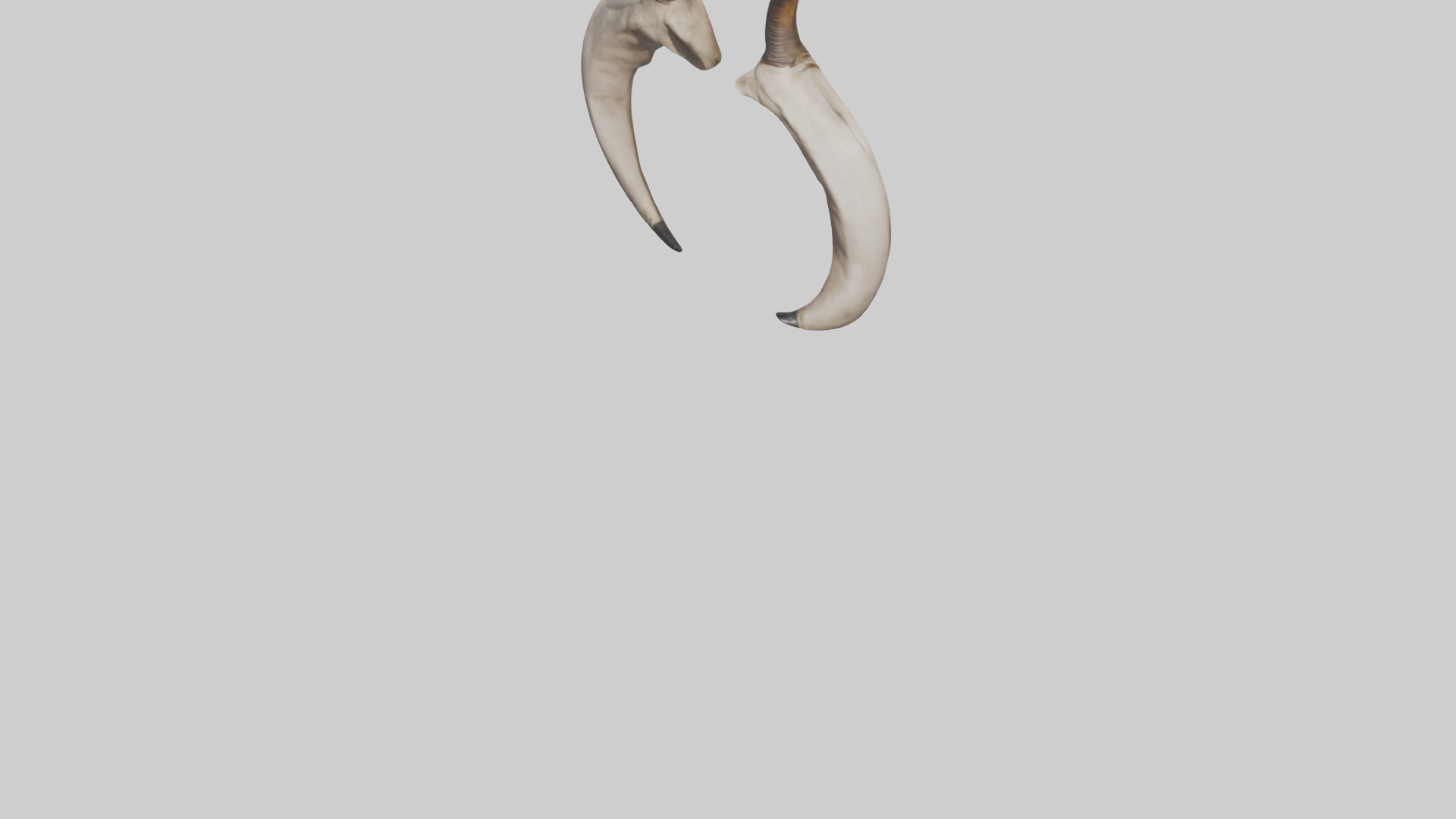 Lion Horns Low-poly 3D model_5
